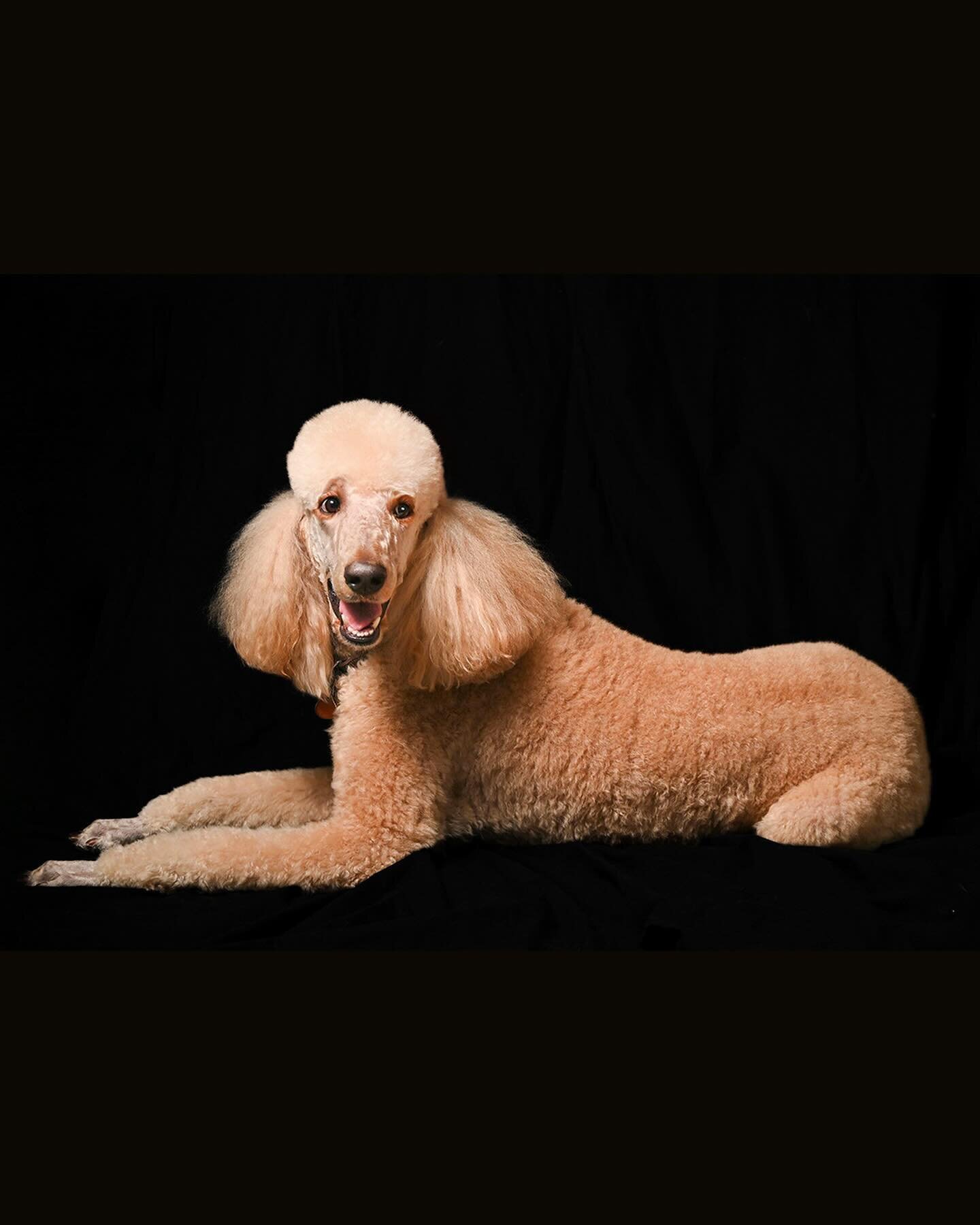 Murphy&rsquo;s photo session. What a sweet and handsome dog 🐩 #LoriGphotography #Petphotographer, #Petphotography #Poodle, #Dogportraits #Indianaphotographer, #Michiganphotographer #Dogs #Dogphotographer