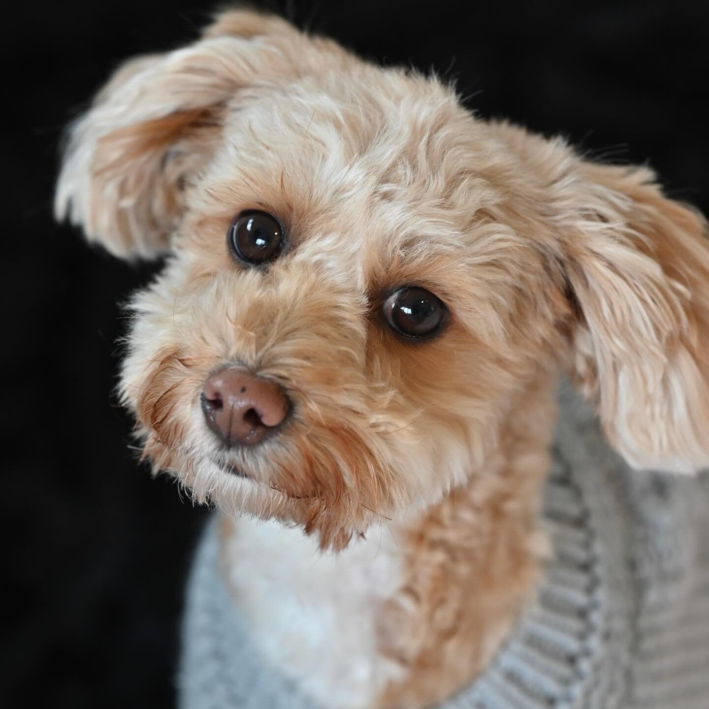 What an adorable sweet furbaby. Poppy is simply precious 🐶#LoriGphotography #petportraits #dogphotography #dogsofinstagram #dogoftheday #dogphotographer #yorkiepoo #Indianaphotographer #michiganphotographer