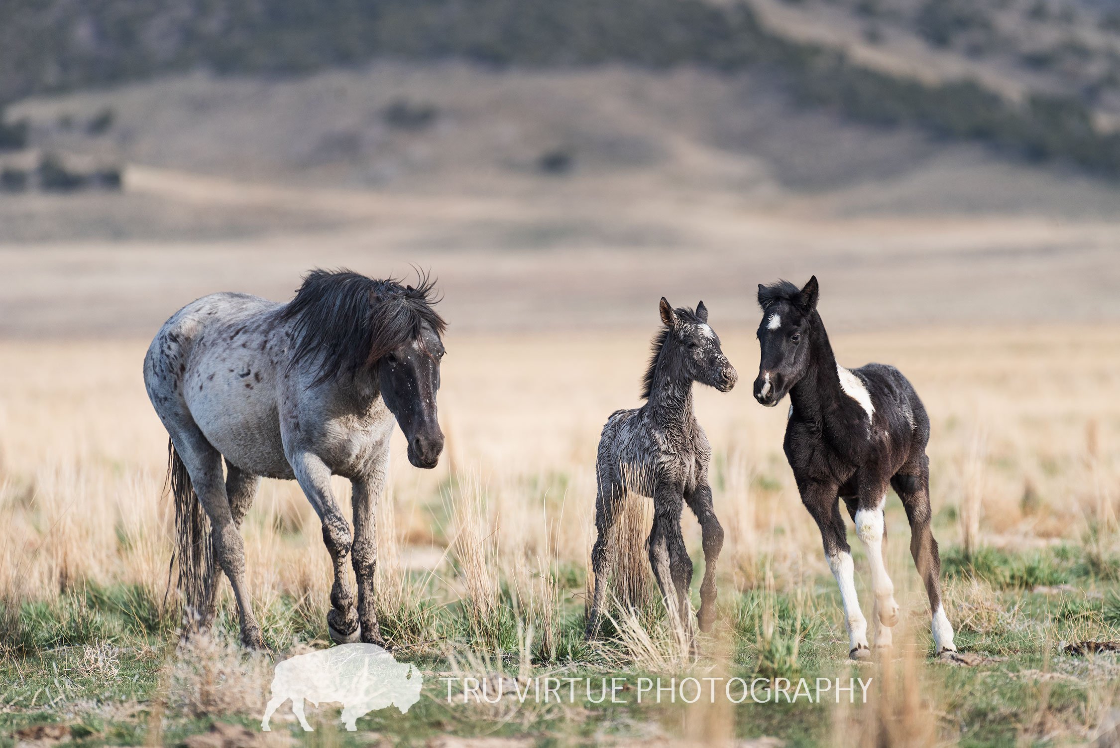 ONAQUI_FOALS_WITH_MARE_WEB.jpg