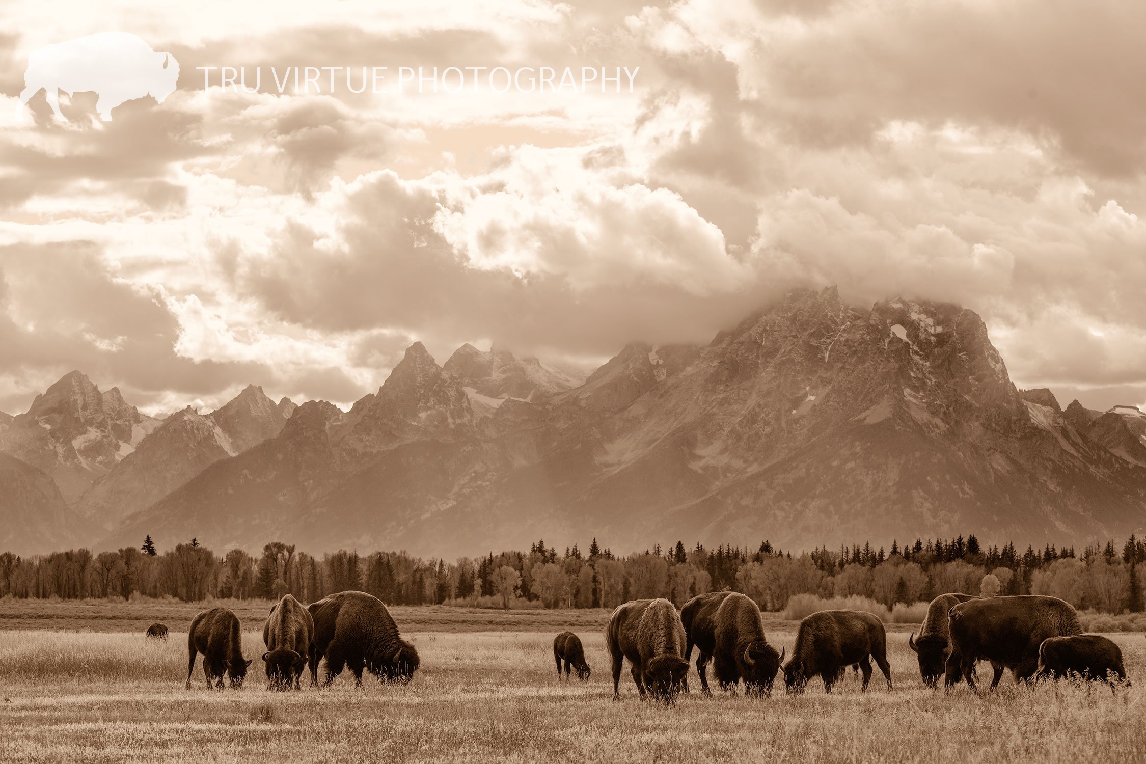 BISON_TETON_SEPIA_WEB (1).jpg