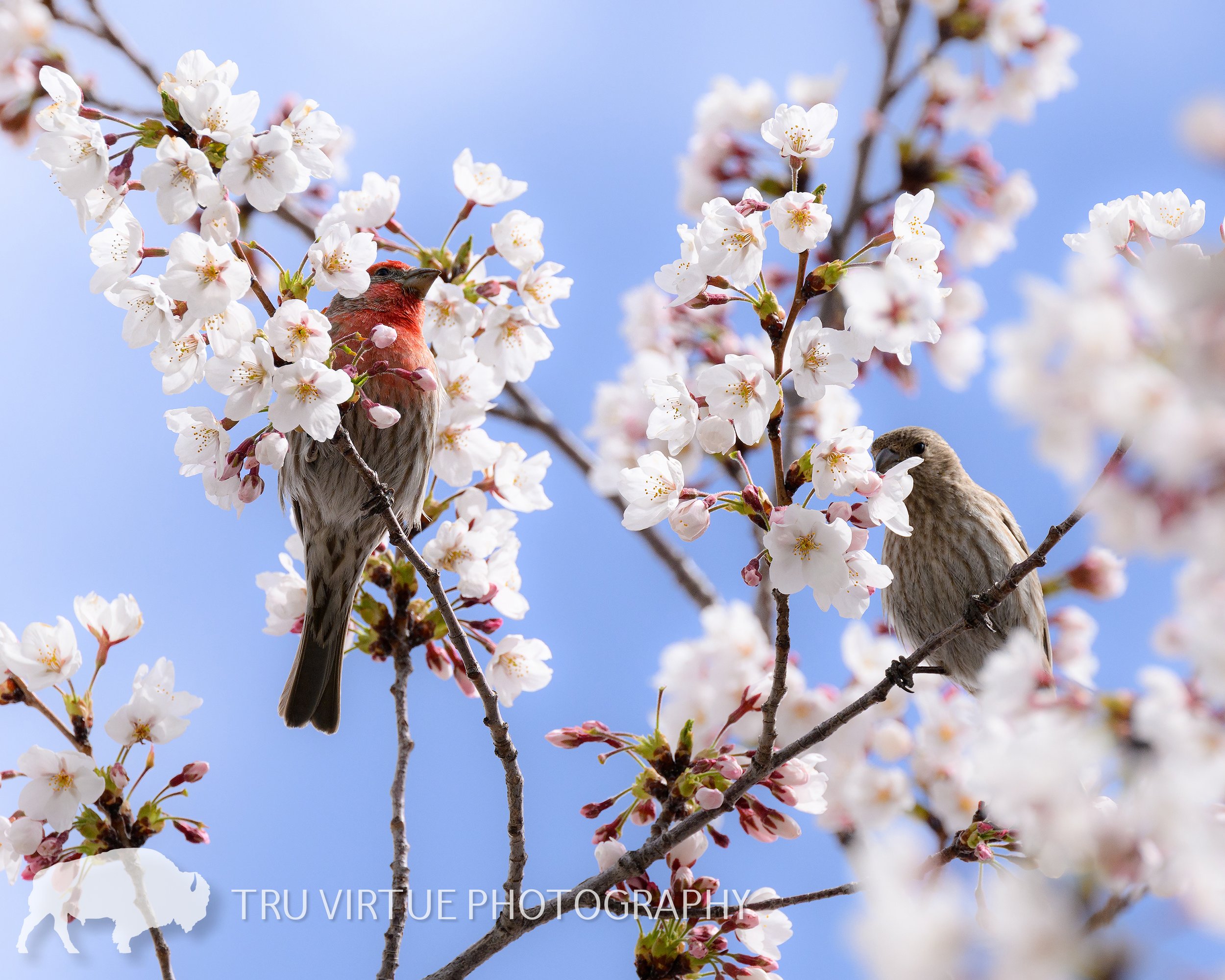 HOUSE_FINCH_MATES_IN_BLOOM_WEB (1).jpg