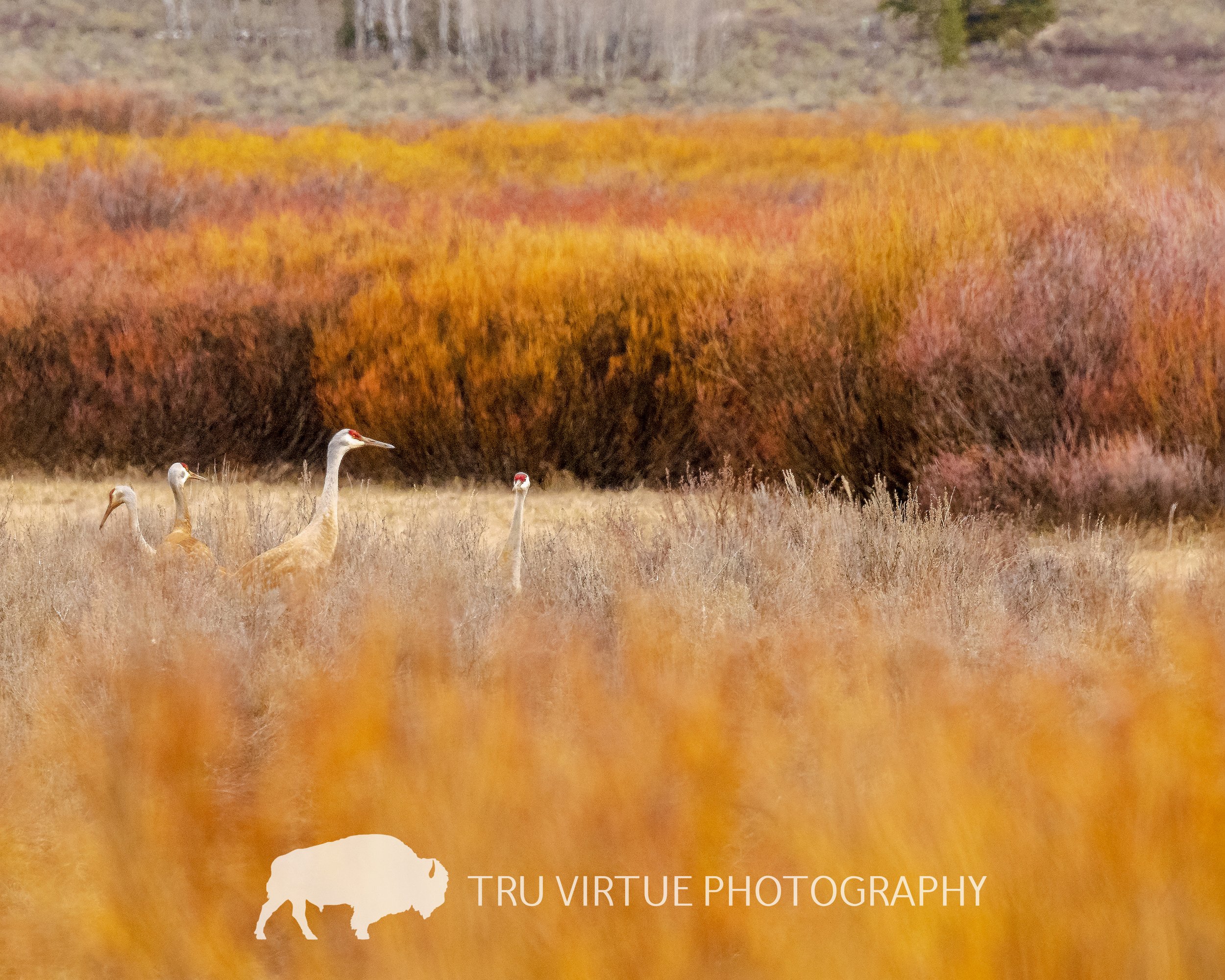 SANDHILL_IN_THE_FALL_WATERMARK1.jpg
