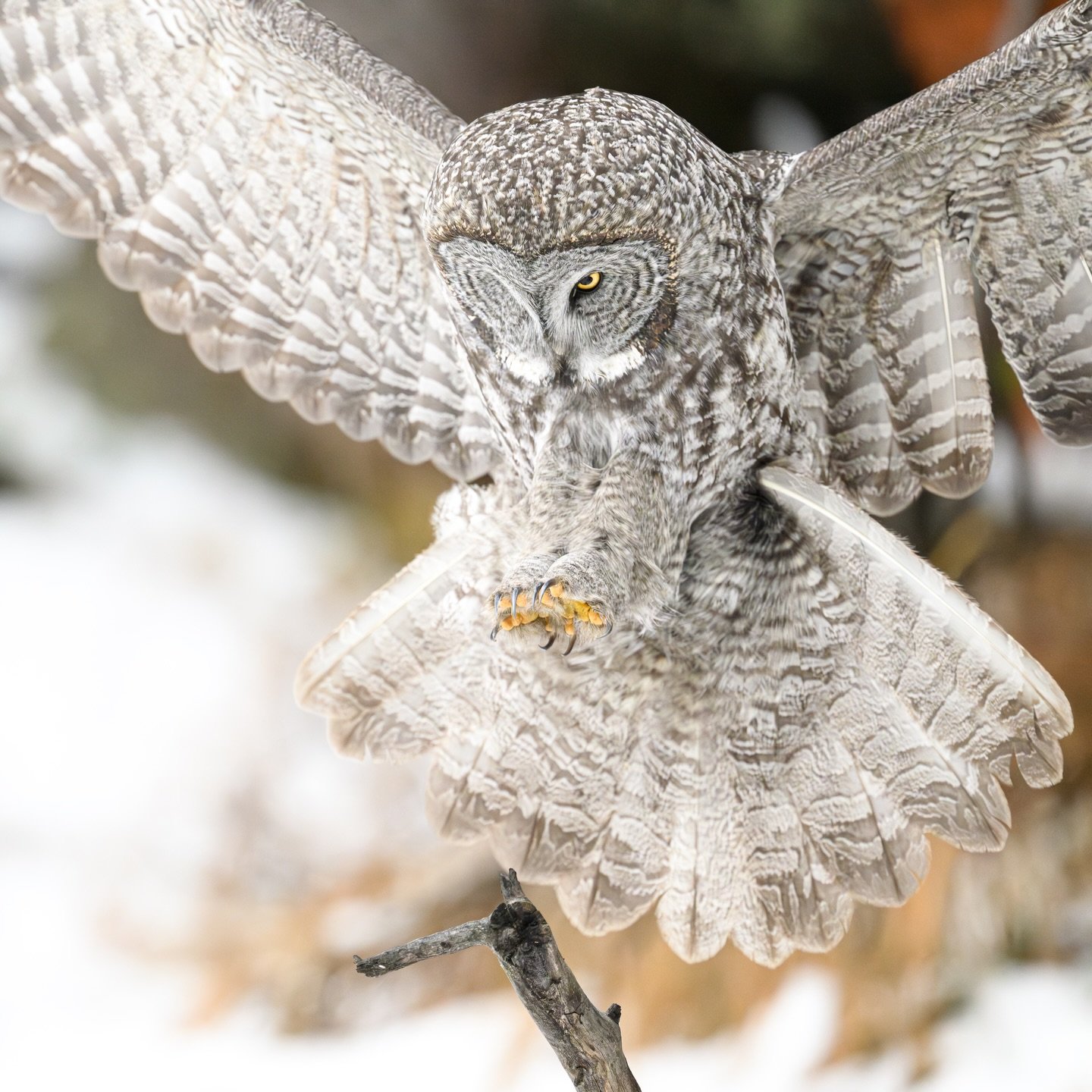 Great Gray Owl Hunting in the Snow❄️ 
This was so cool! After watching the owl for about an hour, it flew down to this new hunting spot. Finding this bird really makes me feel alive!🦉 

#shotonnikon #z9 
600mm f/4.0 1/2000sec ISO 2200

❄️

🦉

❄️ 

