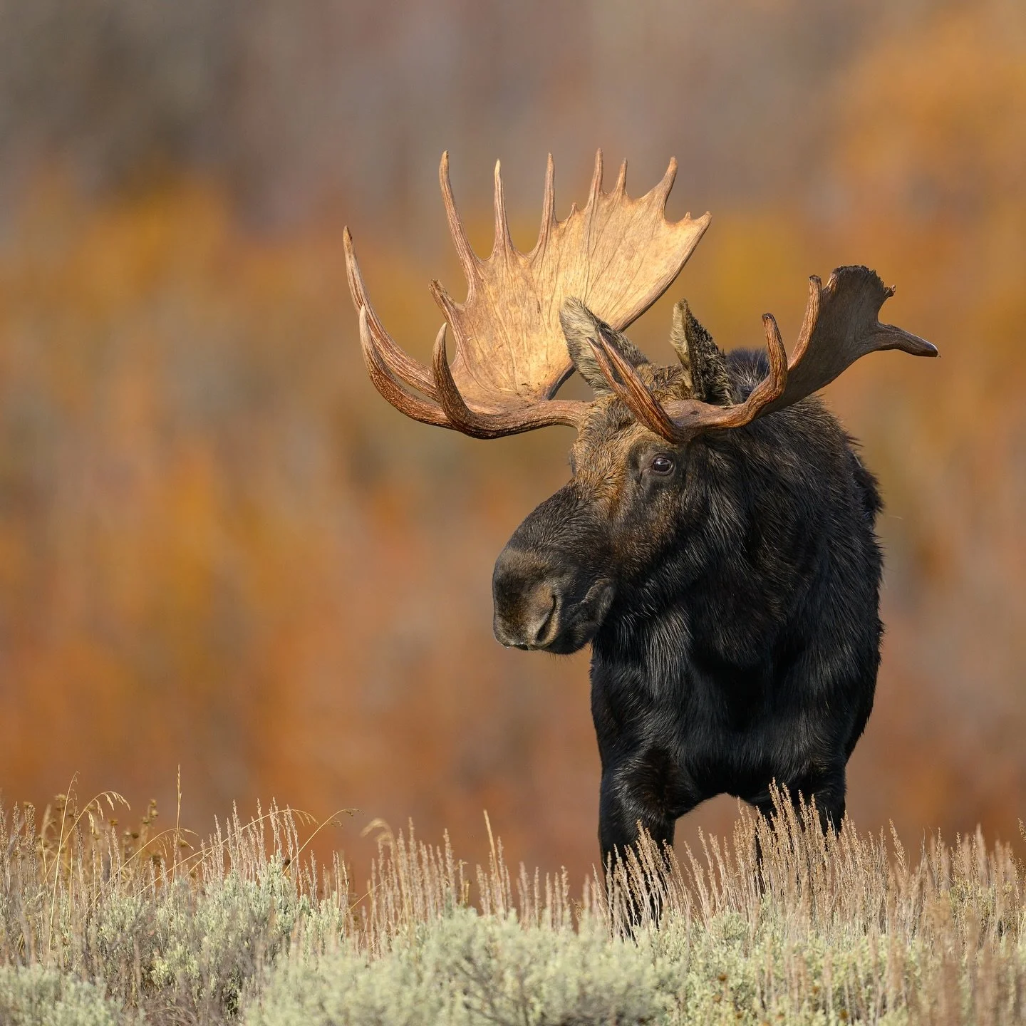 Bull Moose with Willows 🫎 
Looking into the eyes of a massive animal like a moose or bison triggers some &ldquo;ancient&rdquo; feeling inside of myself. Am I alone in this feeling? Ha!😀

#shotonnikon Z9 600mm f4 1/1250sec ISO 160

🍂

🍁

🪾

#moos