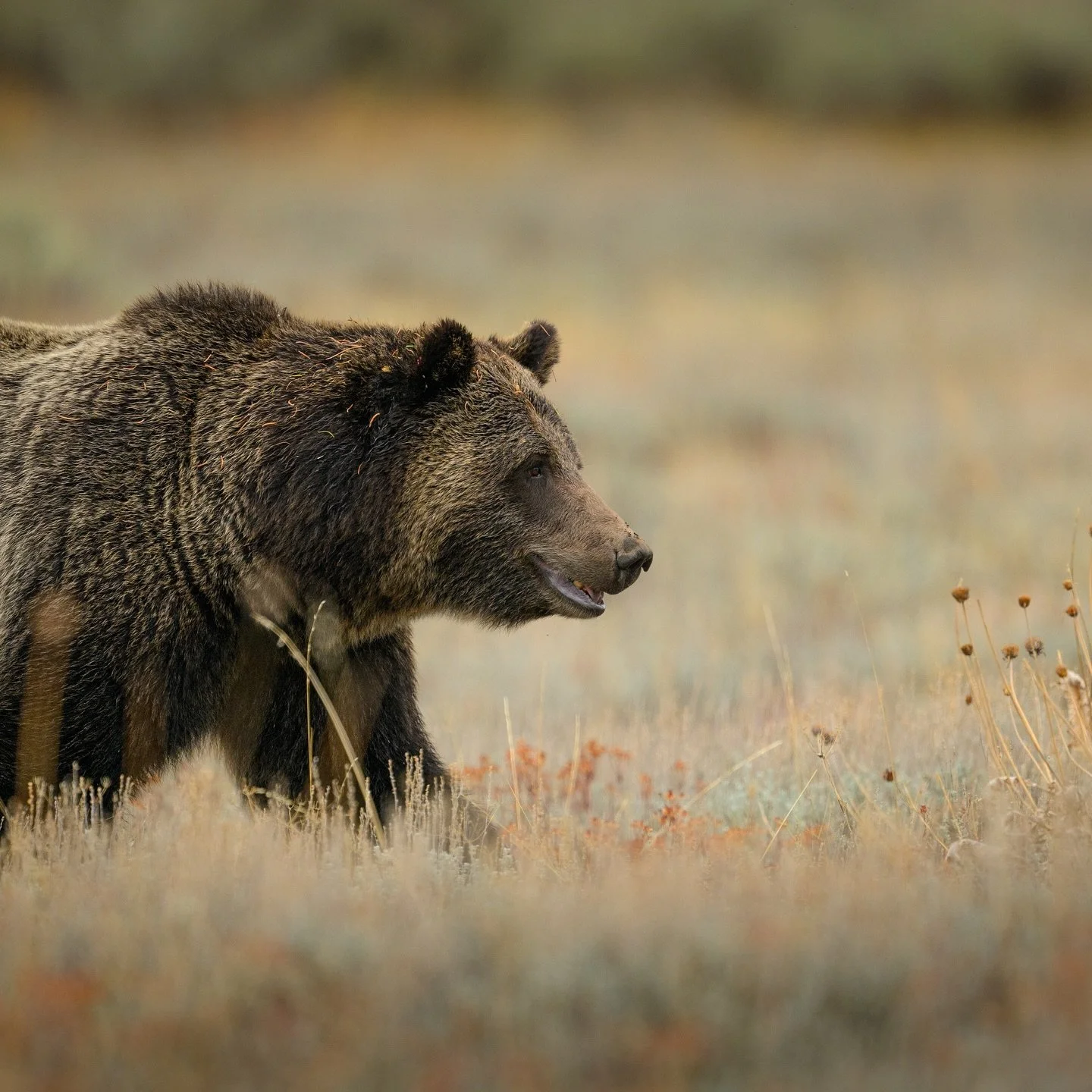 GRIZZLY BEAR 1063🌲
Dry needles collected on her back as she walked from the low hanging limbs of the forest out into the open of the flats. Her pace was purposeful and the motion of her shoulders was beautiful to watch! 

#shotonnikon #Z9 
600mm f4 