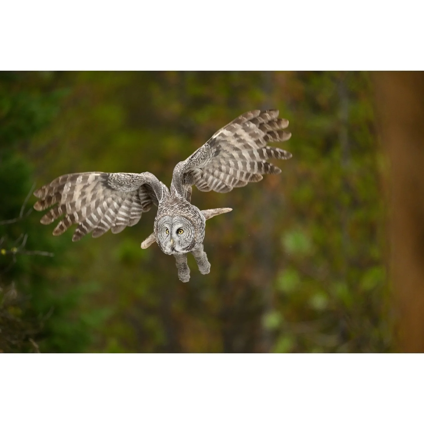HAPPY OWL-O-Ween!🎃
I love how I tend to find these Owls in October. Their silence only contributes to their mystique and those bright yellow eyes will look right through you! 👀

Technical stuff: #shotonnikon Z9 600mm f4 TC VR S
600mm f/4 1/1600sec 