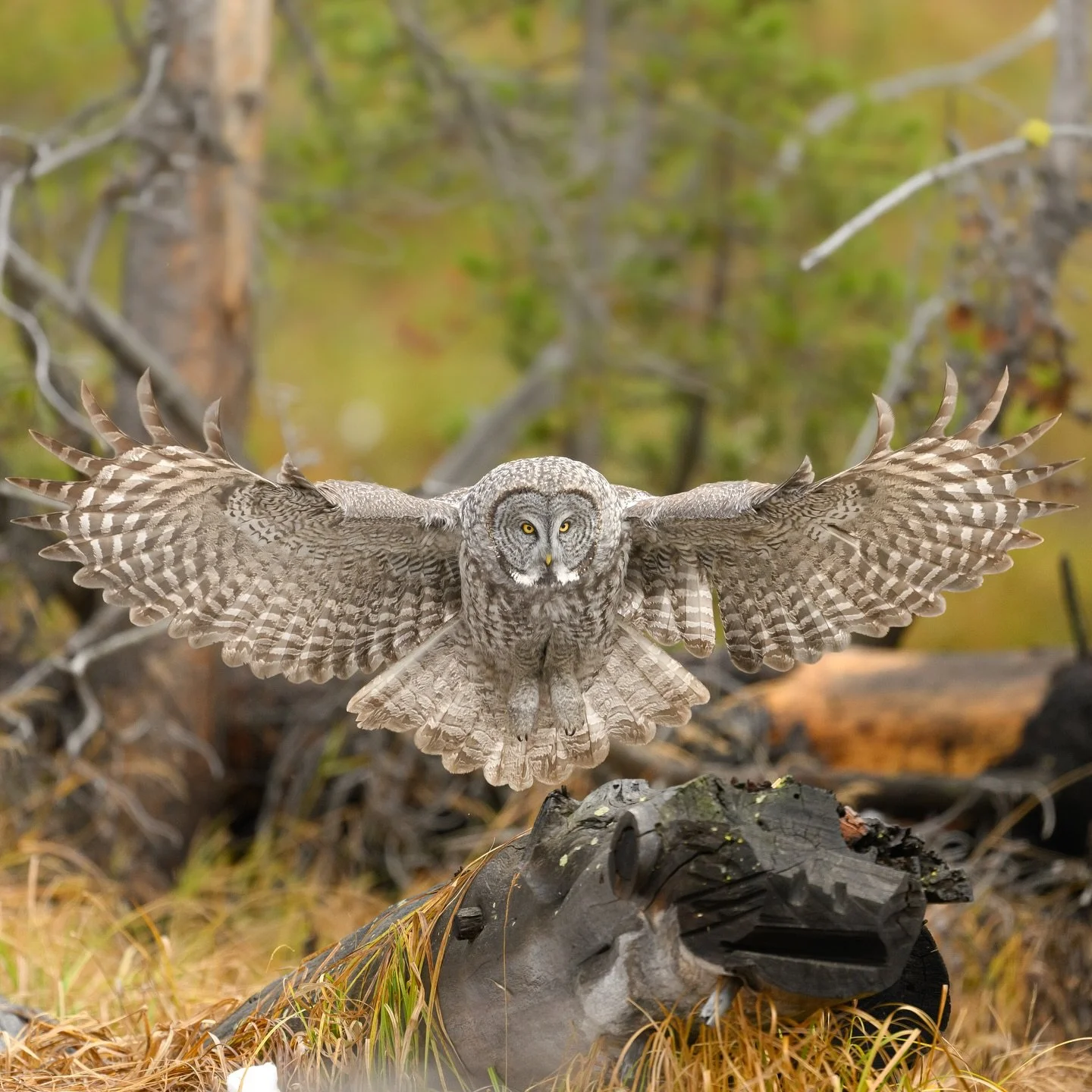 GREAT GRAY OWL SPREADS WINGS TO LAND🪶
After successfully catching and swallowing a vole, the owl took a short flight to this nearby log. Of all the photos taken in this split second, I liked this one the most. I love how full the owl&rsquo;s wings l