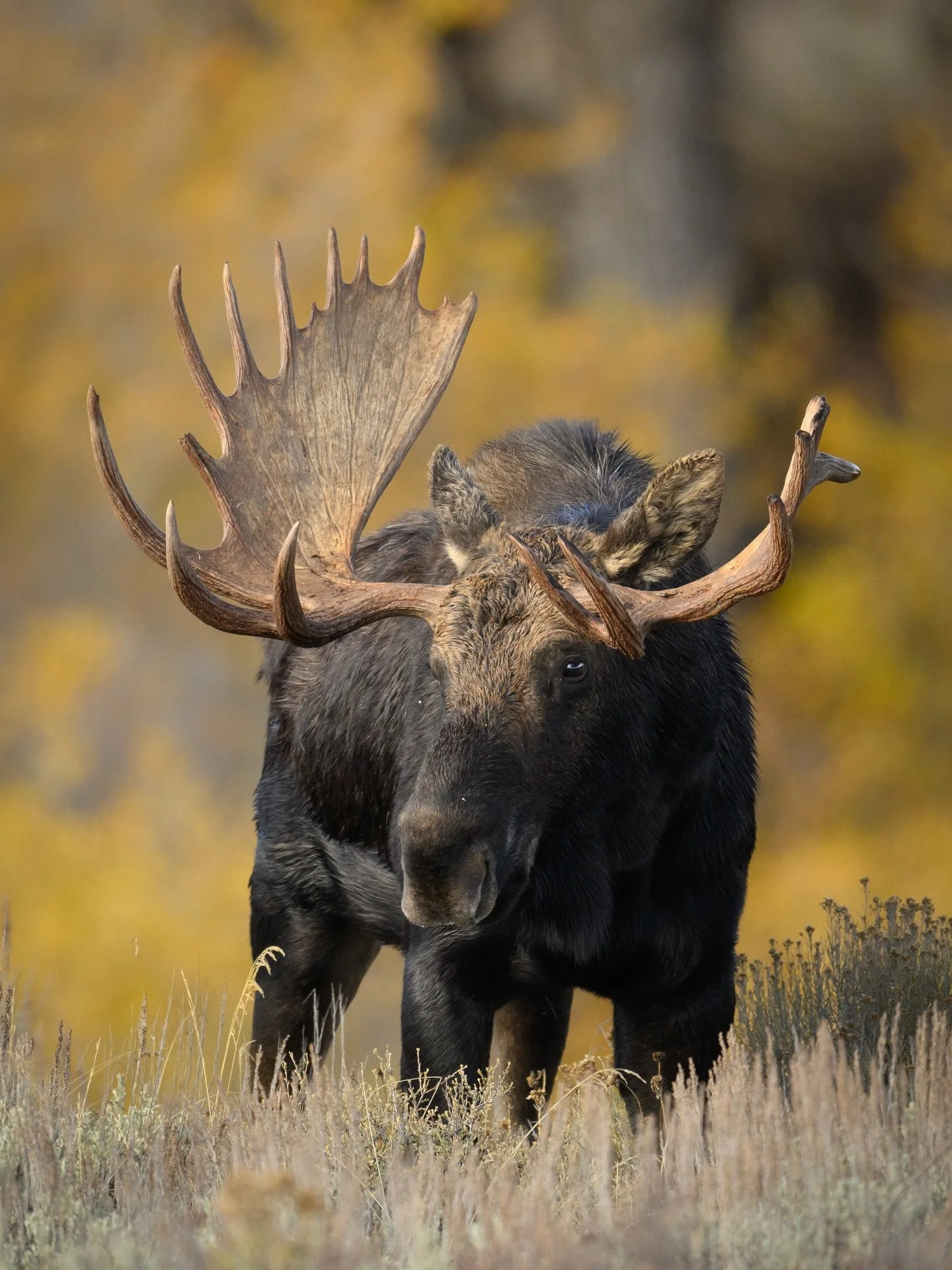 BULL MOOSE IN THE TETONS 🫎
It was fun watching this big guy move through the sage as the colorful cottonwoods added to the fall ambiance🪾🍂

Technical stuff: #shotonnikon Z9 600mm f/4 TC VR S
840mm f/5.6 1/1250sec ISO 500

🍂

🫎

🍁

#moose #wildl