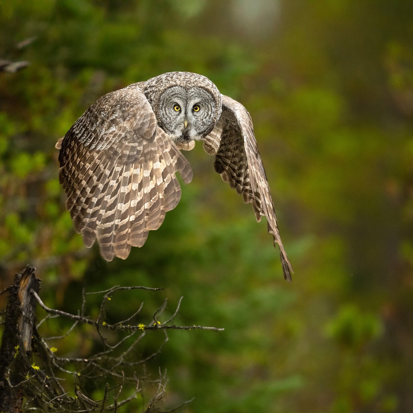 PHANTOM OF THE NORTH🦉
The Great Gray Owl can have a wingspan of 5 1/2 feet. That&rsquo;s pretty wide for swooping through the forest! 
Thanks to rapid accommodation, their eyes are able to focus 10x faster than ours. This hyper focus helps the wide 