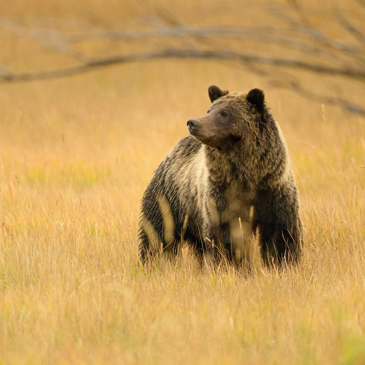 Teton Grizzly Bear⛰️
I had spent all day in the park and was heading back to my dispersed camp when all of a sudden this bear ran across the dirt road. It was an awesome moment and a good reminder to always stay bear aware 🐻

Technical stuff: #shoto