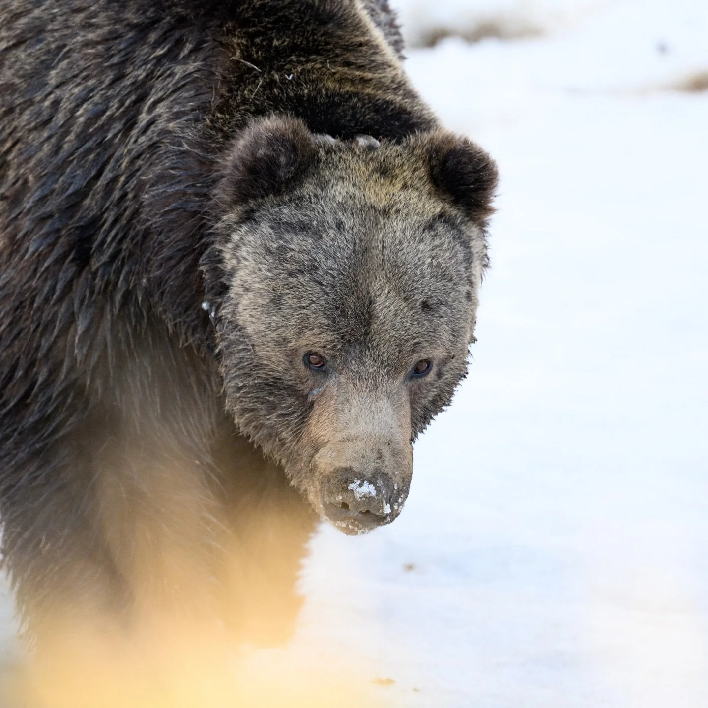 Hello Bruno! 
Grizzly Bear 679 gave me a warm welcome to the Tetons last night. I had about 20 minutes with him. I watched him dig in the mud before crossing over the snow to leave some fresh tracks. Cool to think about the history he shared with 399