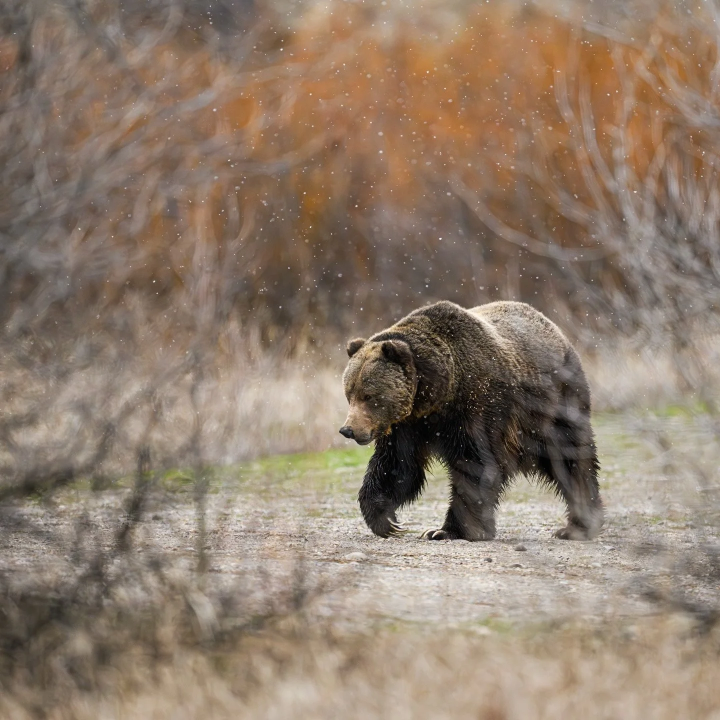 BRUNO
aka Grizzly 679 is the most famous boar of the Tetons. Witnessing him in his element was powerful to say the least. I&rsquo;ll forever be grateful for this evening spent with friends and a living legend. 
#grizzly #bruno #shotonnikon