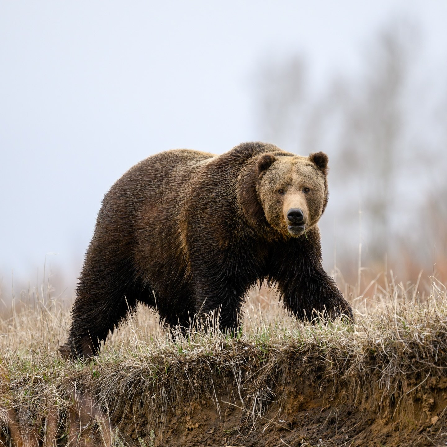 GRIZZLY ON RIVER&rsquo;S EDGE 
Bruno traversed many miles after waking up from a long winters nap. Here he is making his way towards the bank of the river. I think a few snowstorms and some rain helped clean him off from when I first saw him a couple