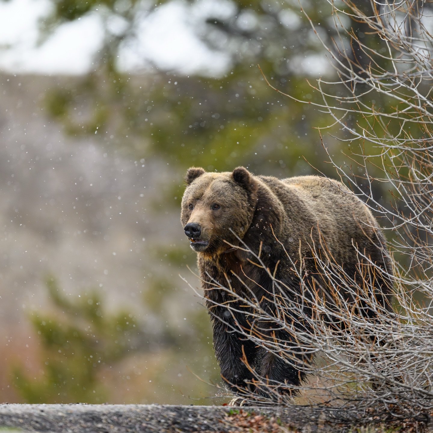 Snow in the Tetons with Bruno 🐻 
#wildlife #grizzlybear #shotonnikon