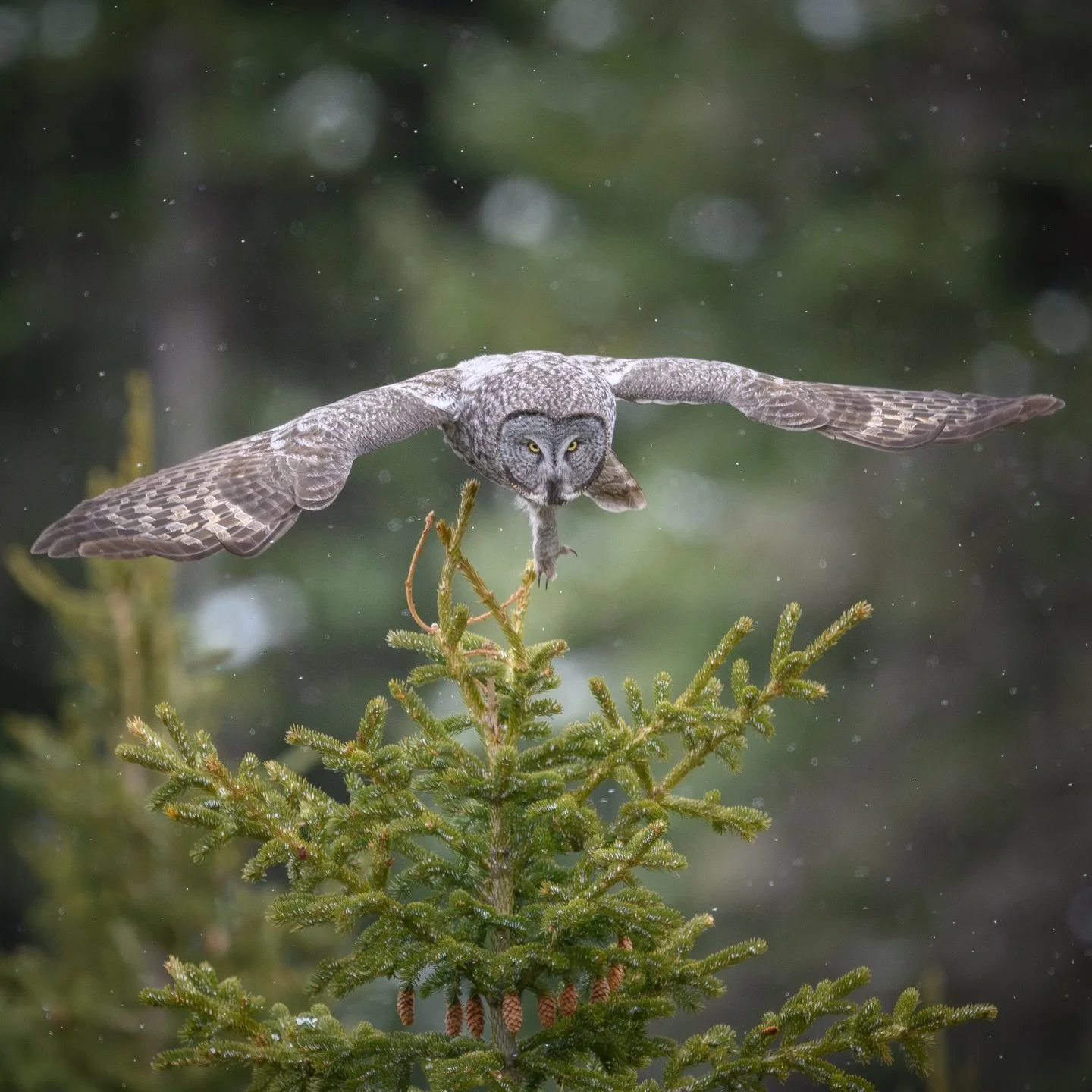 DETERMINED HUNTER🦉
I&rsquo;ve seen 9 Great Gray Owls in my life and this one was unique to say the least. I could tell that it was much smaller than the others and younger. The snow started to pick up so I hunkered down and spent two hours with this