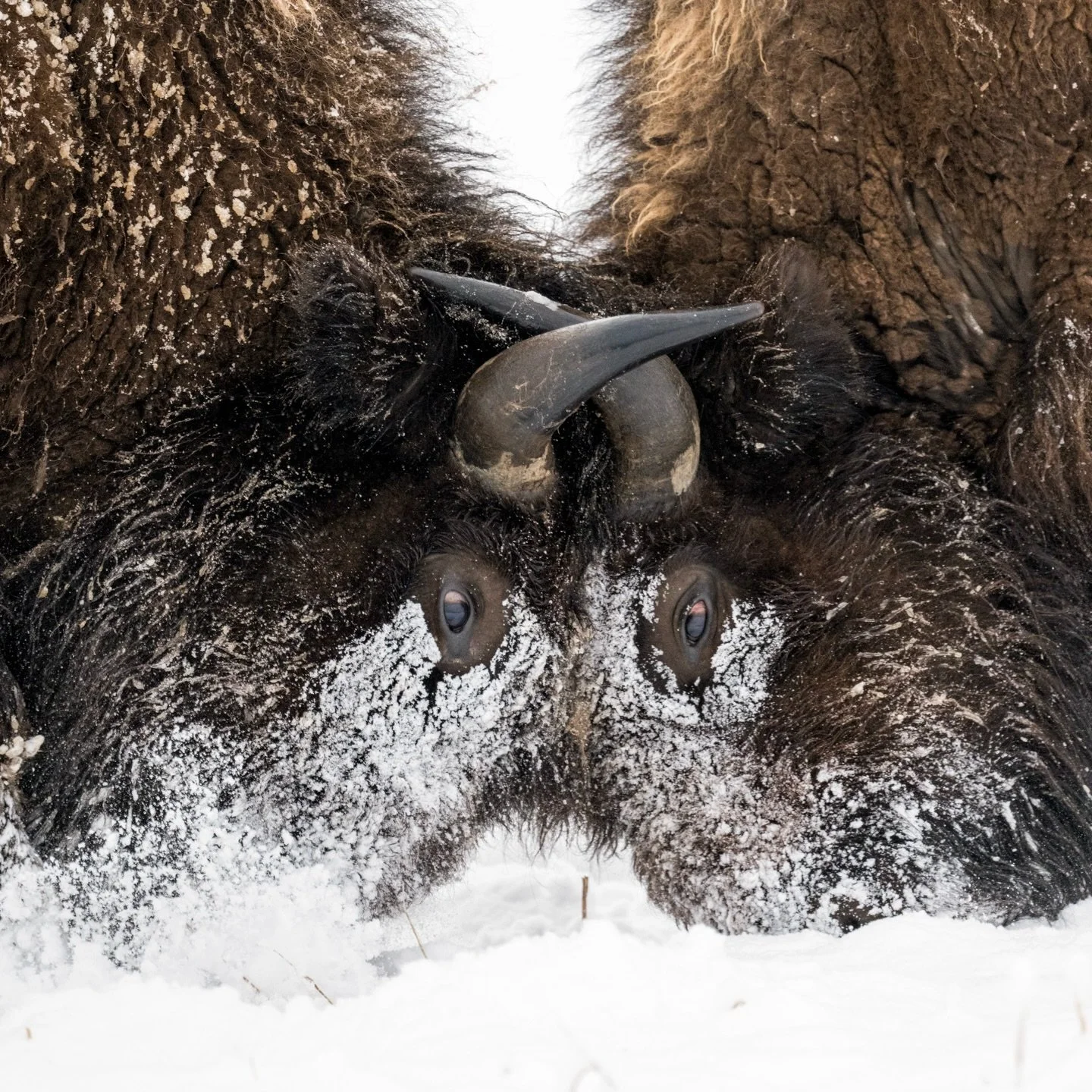 TWO BISON LOCK HORNS IN THE SNOW🦬
I&rsquo;ve always thought that when you look into a bison&rsquo;s eyes, you can feel an ancient energy that demands respect.
I spent 3 hours with this small herd. There were two bulls bossing everyone around and eve