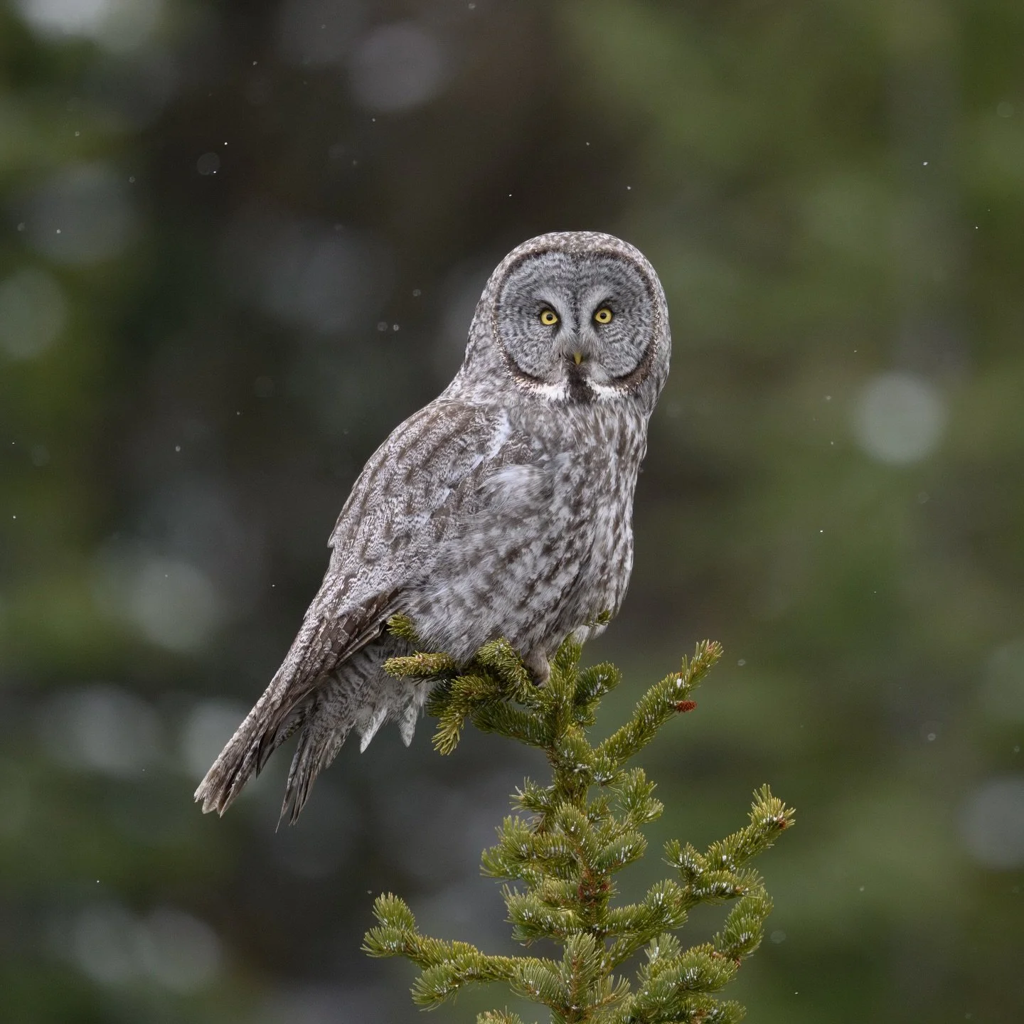 GREAT GRAY OWL
(Strix Nebulosa) hunts from the treetops with light snow. The wind and snow would let up for short windows of time, allowing the owl to come out and hunt.

#owl #shotonnikon #ggo #tetons