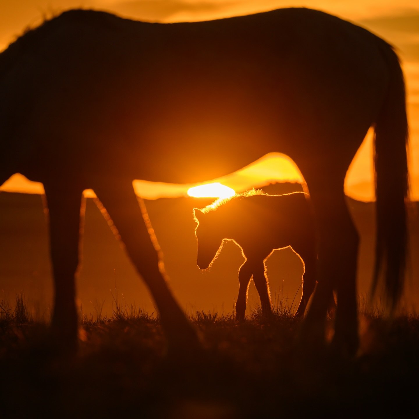 NEW BORN WILD HORSE AT SUNSET☀️
Here is a little break from the action in the Greater Yellowstone Ecosystem. This is from the Onaqui herd in the West Desert of Utah a couple weeks ago. If I&rsquo;m not in the mountains, I&rsquo;m out running with the