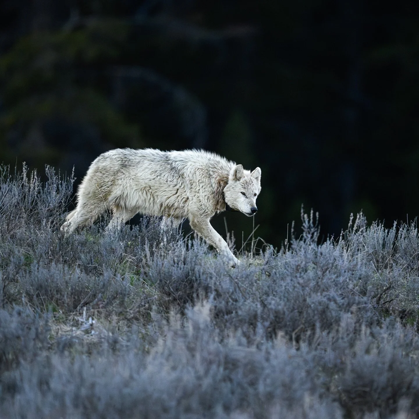 WHITE WOLF in YELLOWSTONE🐺 
This wolf and photo are very special to me. I had been looking for wolves over the last three weeks in Yellowstone and had plenty of sightings but from several hundred yards away. There was a good possibility of catching 