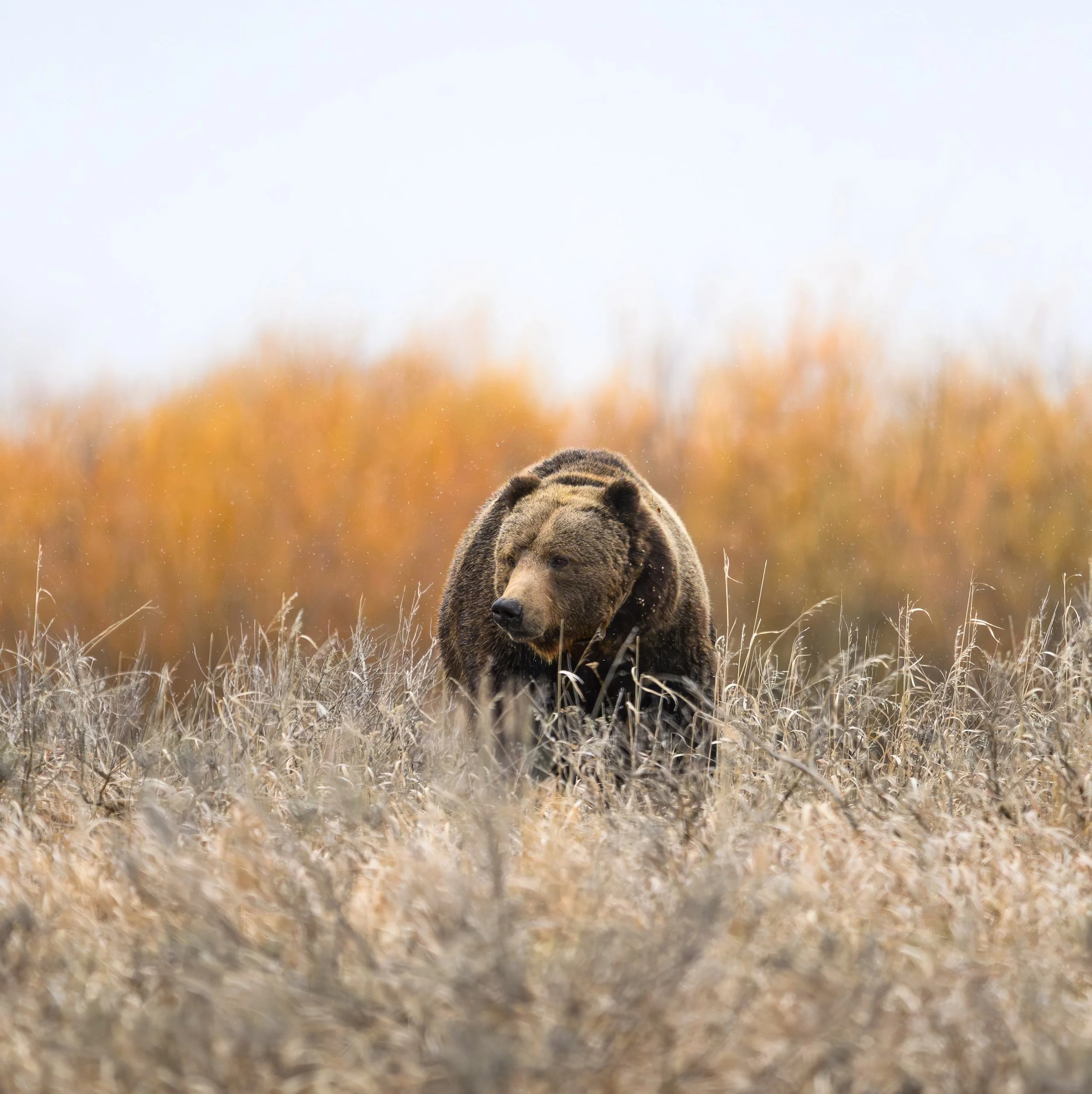 I live for moments like this. Sometimes you have to stay vigilant and put in the hours to have an experience like this and sometimes you just get lucky.. I guess this was a bit of both😀

This is grizzly 679 aka Bruno moving through the tall grass an