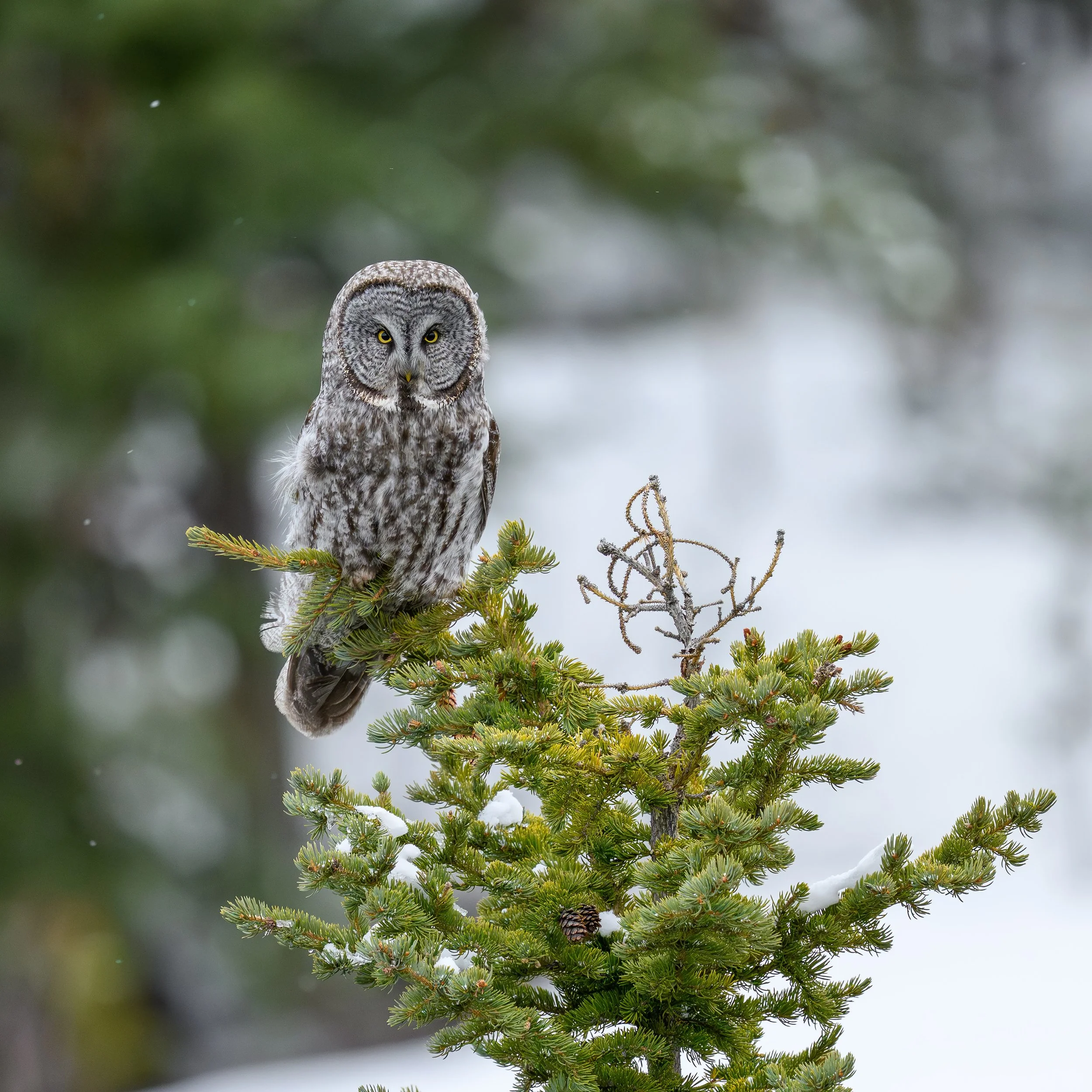 This Great Gray Owl sure was fun to watch. With each swoop to the ground, it would come back to a different tree top.. think I took about 4,000 photos😂
#shotonnikon z9 600mm f/4 
#birdwatching #tetons #ggo
