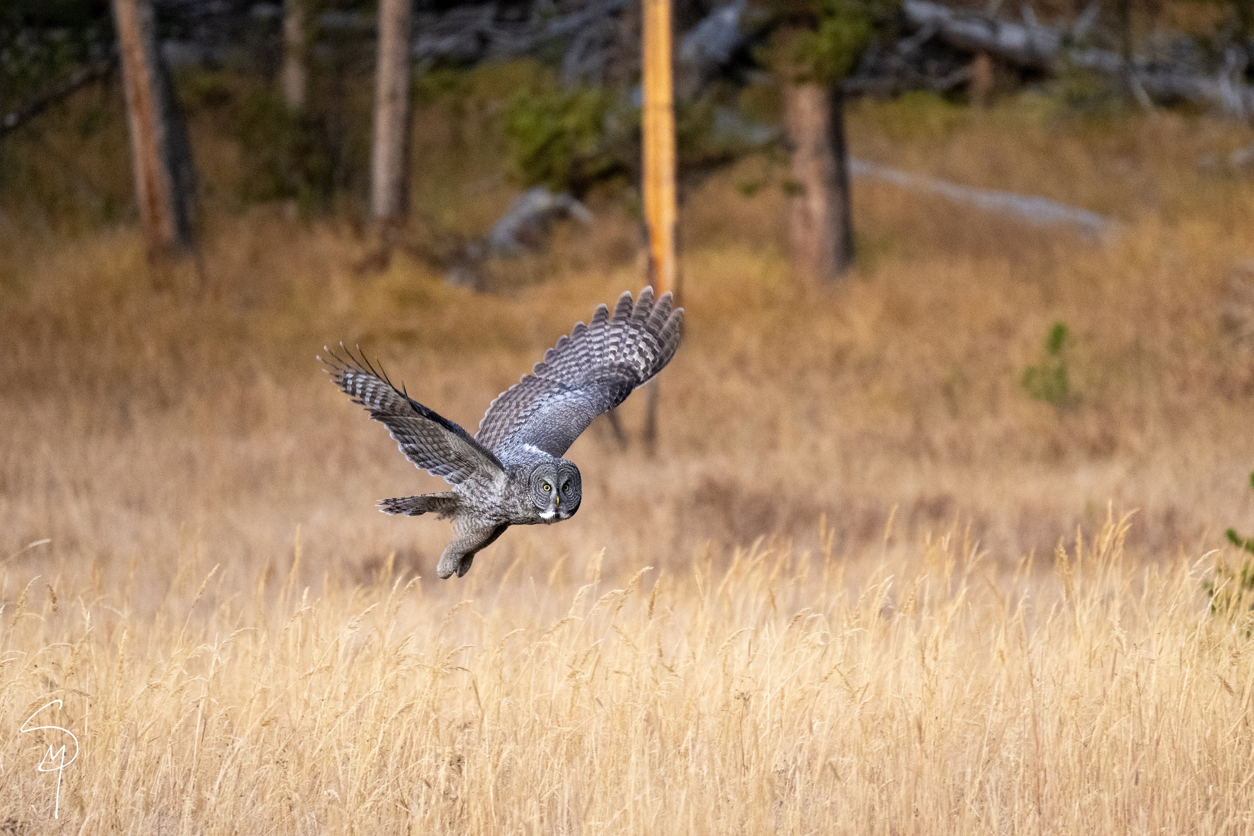 MERLIN'S_FLIGHT_SIG.jpg