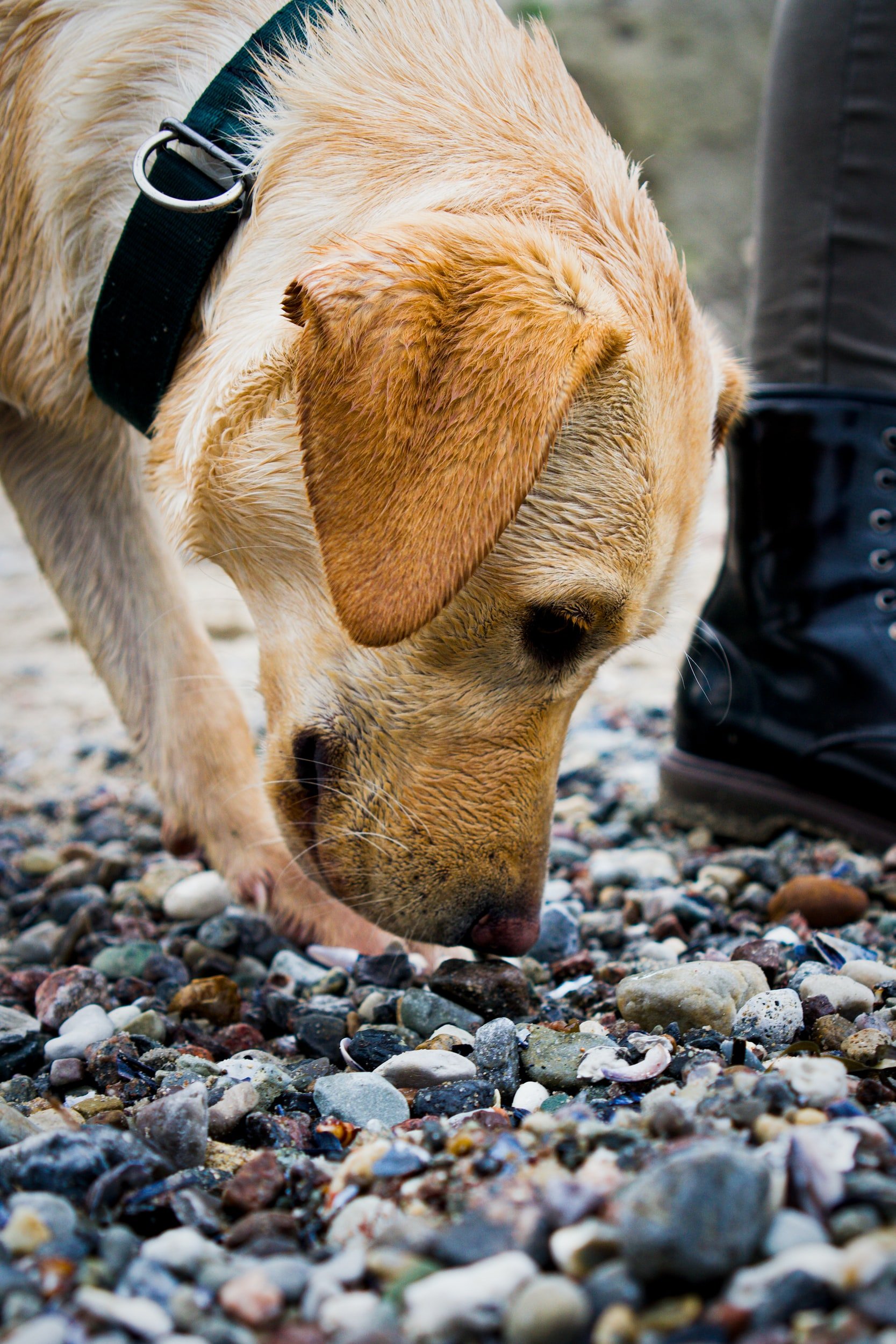a dog smelling the ground, symbolizing how you can "smell" spiritual abuse