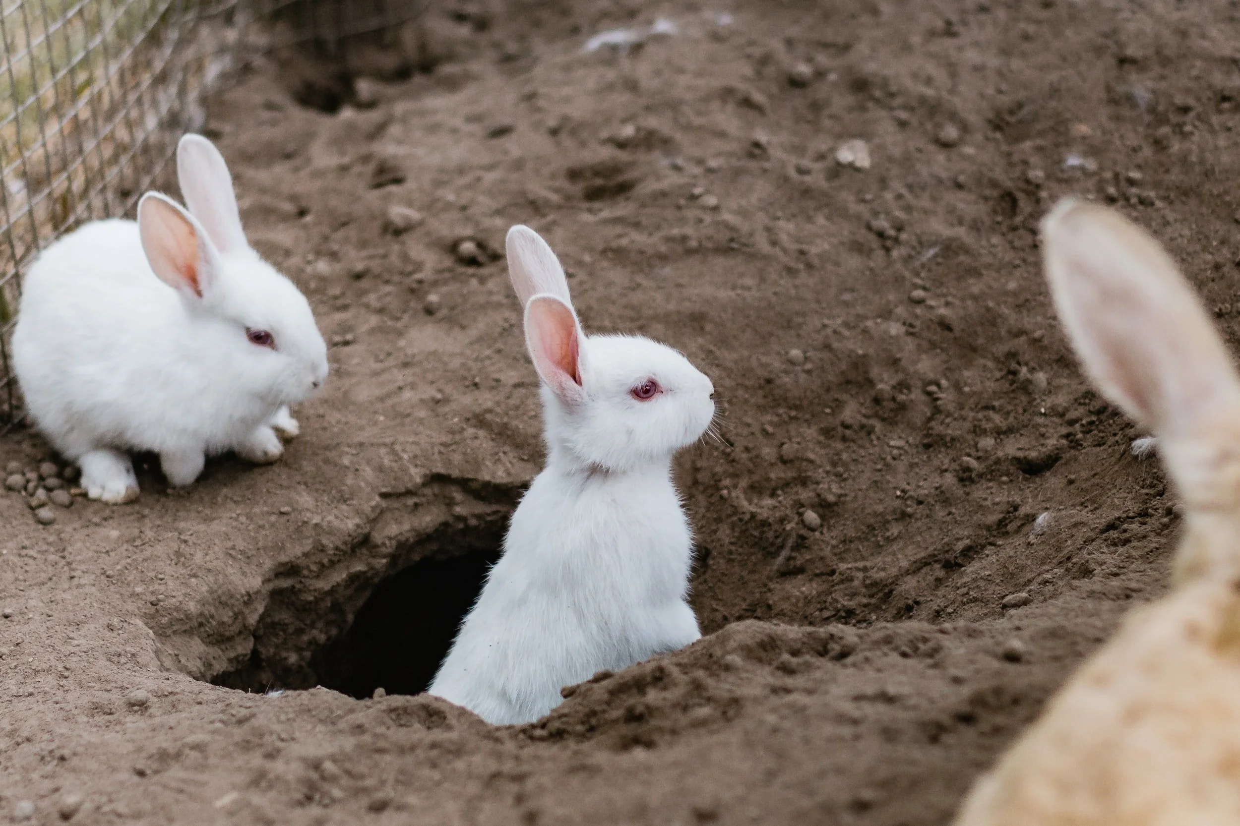 Rabbits around a hole signifying spiritual conspiracy theories