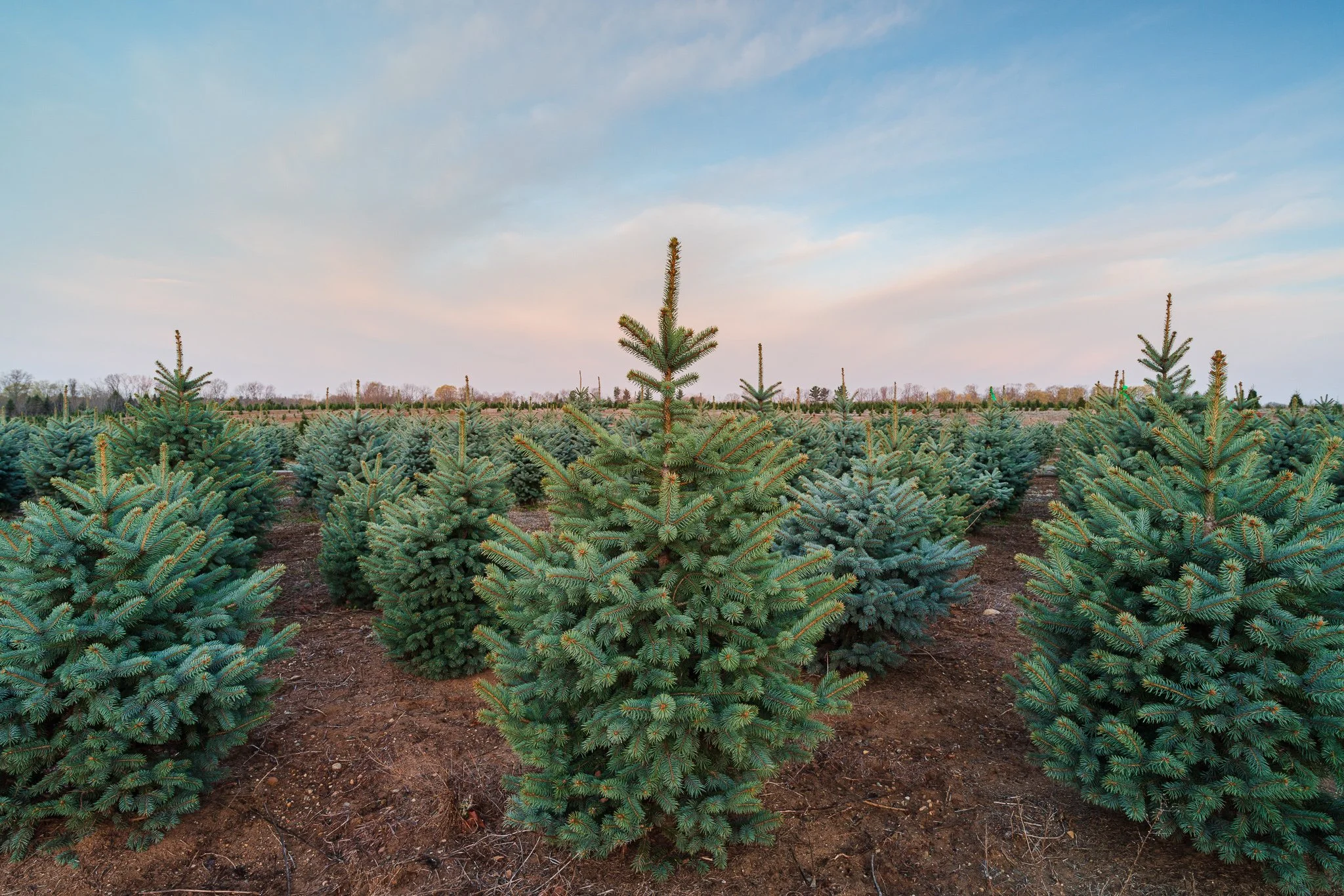 How to Identify Heat Stress in Evergreens