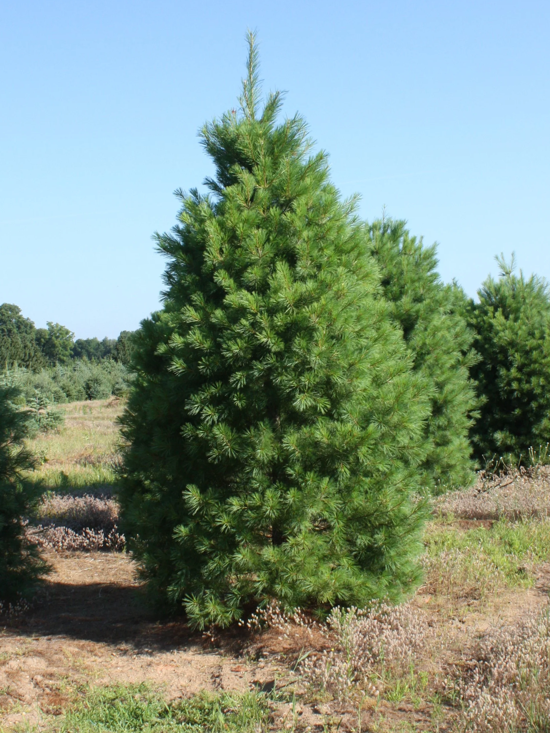 Conifer Spotlight: Eastern White Pine