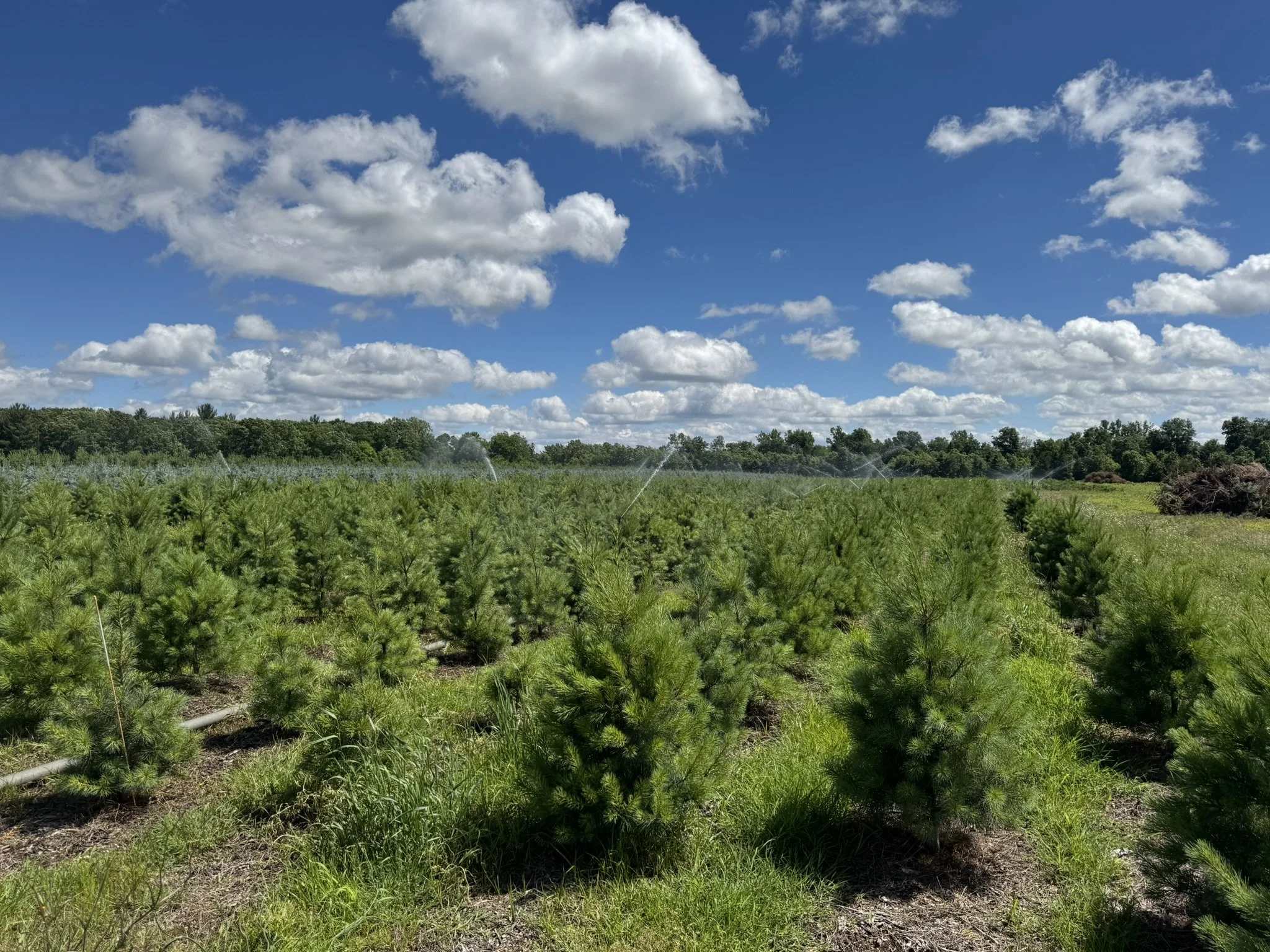 Why Deep Watering Matters for Stronger Evergreens Later in the Season