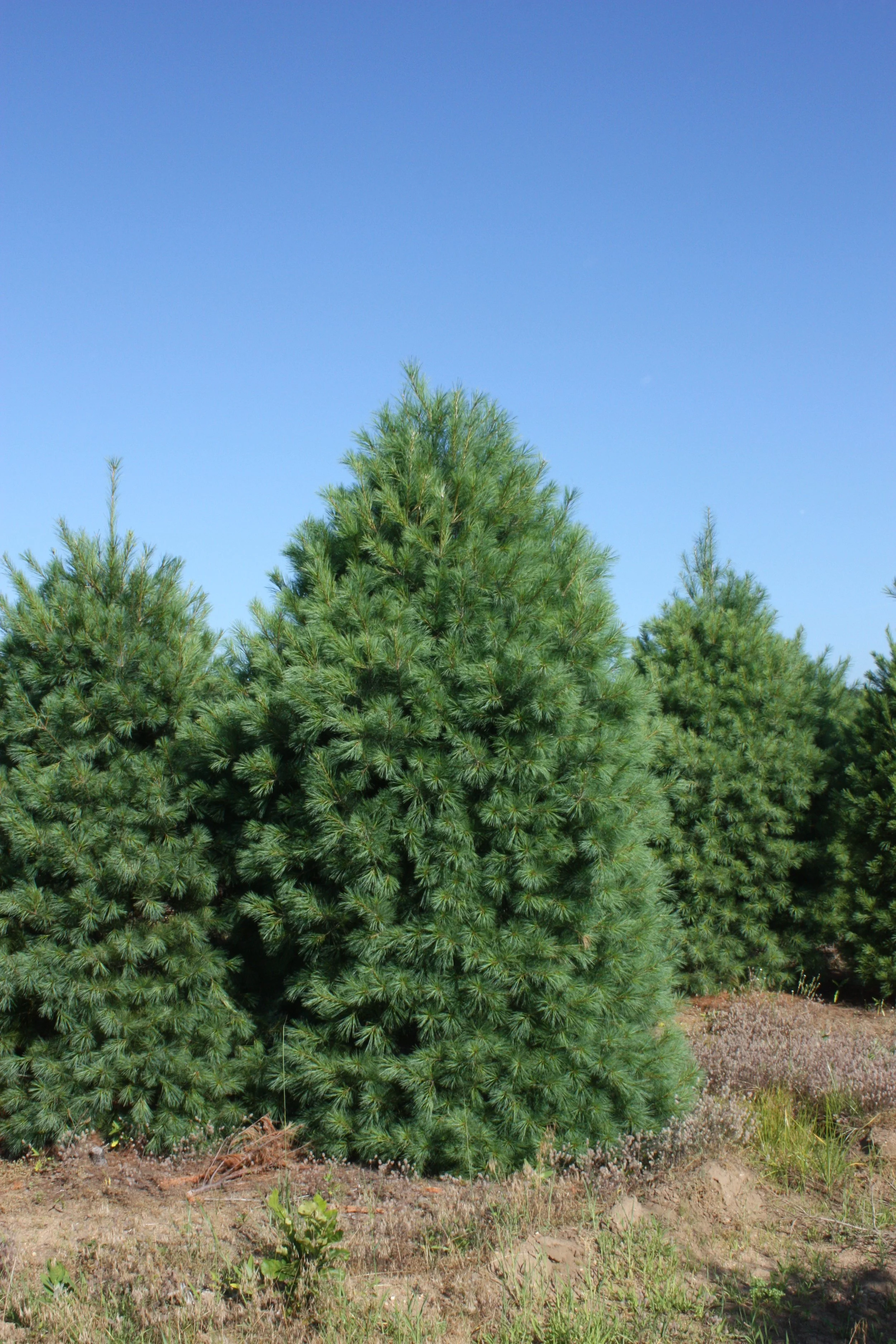 White Pine (3).JPG