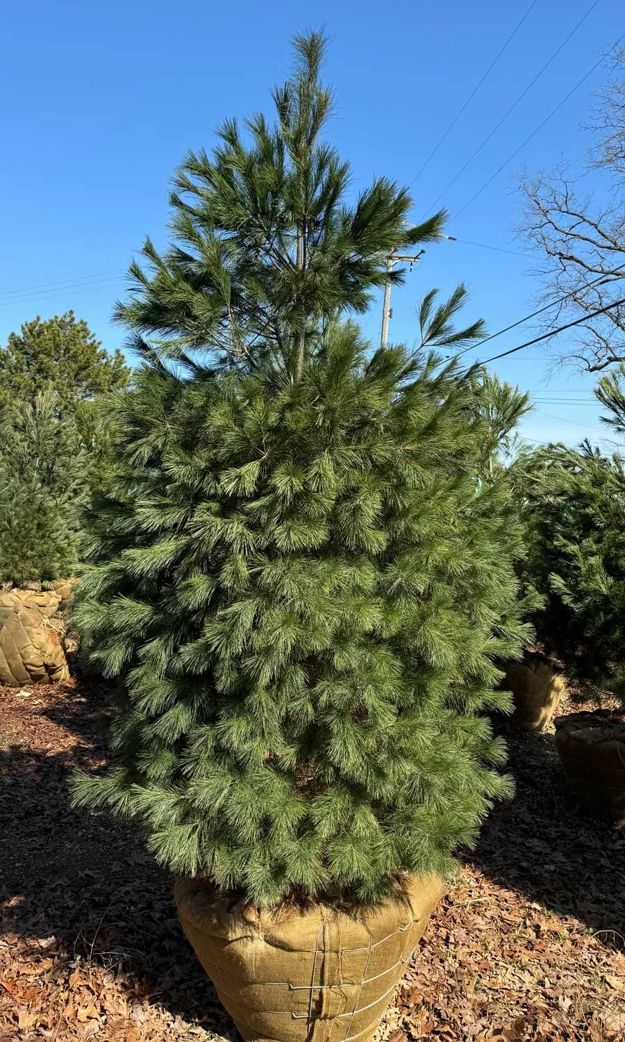 White-Pine-9'-Balled-and-Burlapped-1.jpg