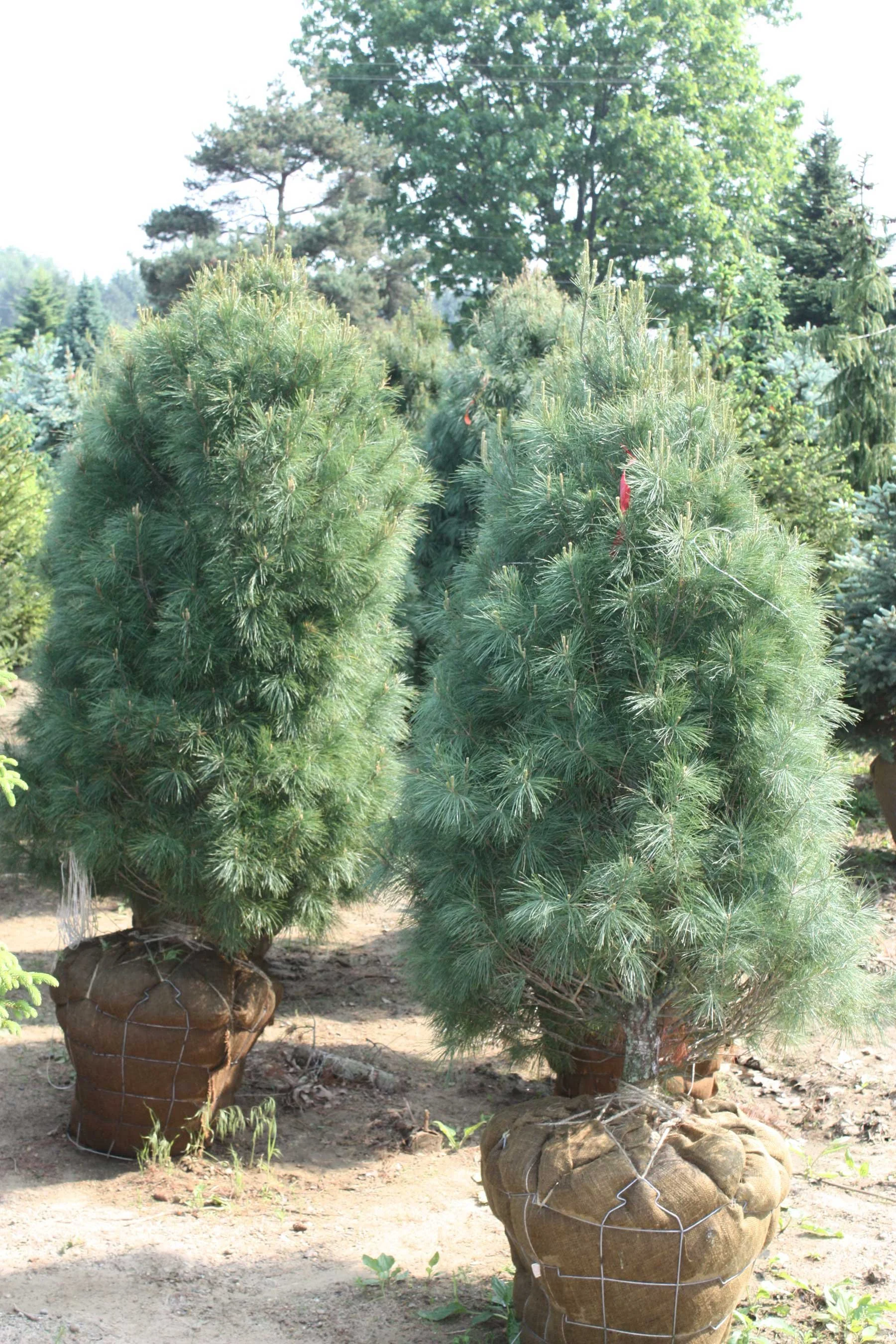 White Pine 6' Balled and Burlapped.jpg