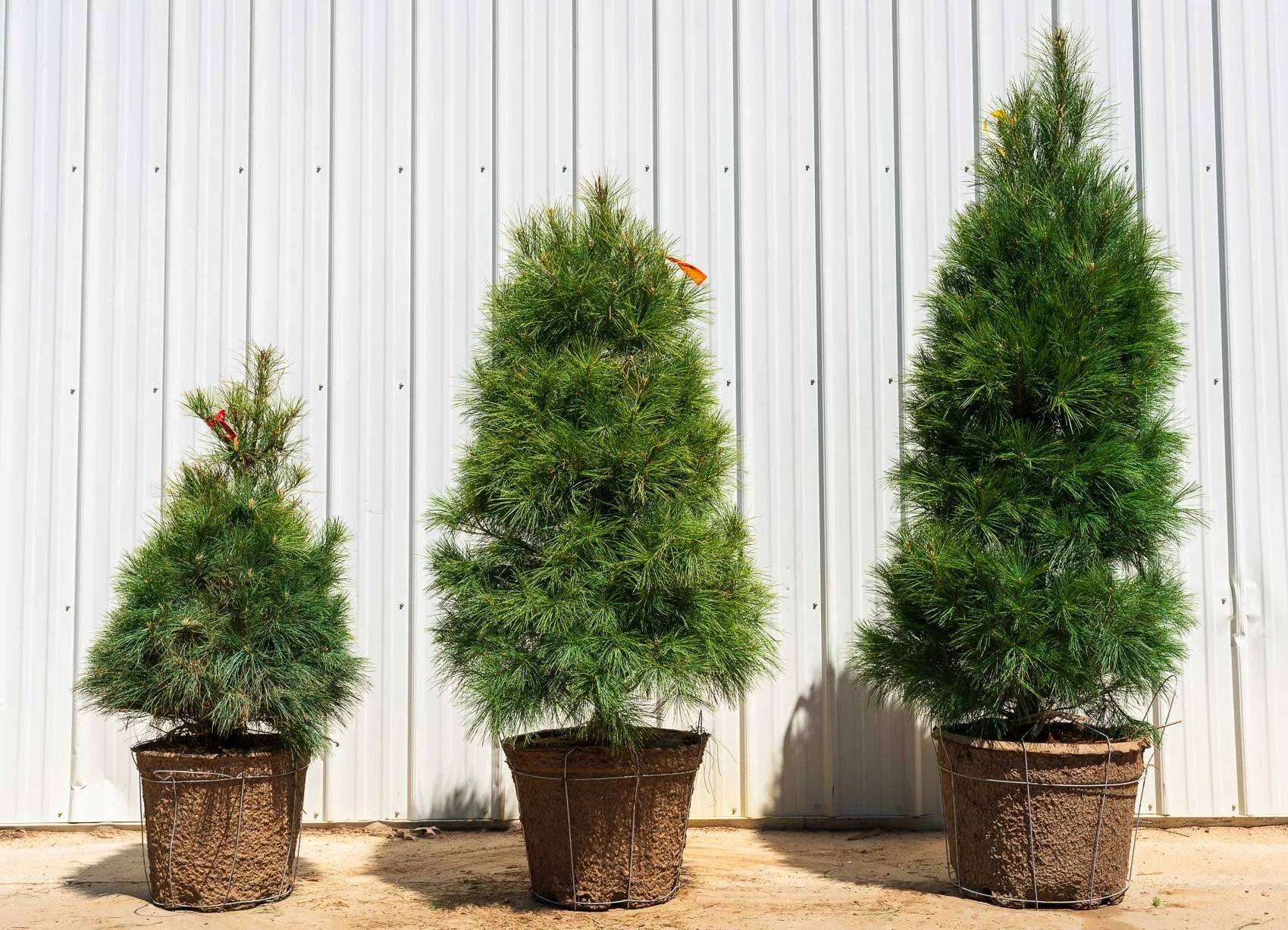 Size-Comparison-White-Pine-36-inch-48-inch-5ft-Potted.jpg