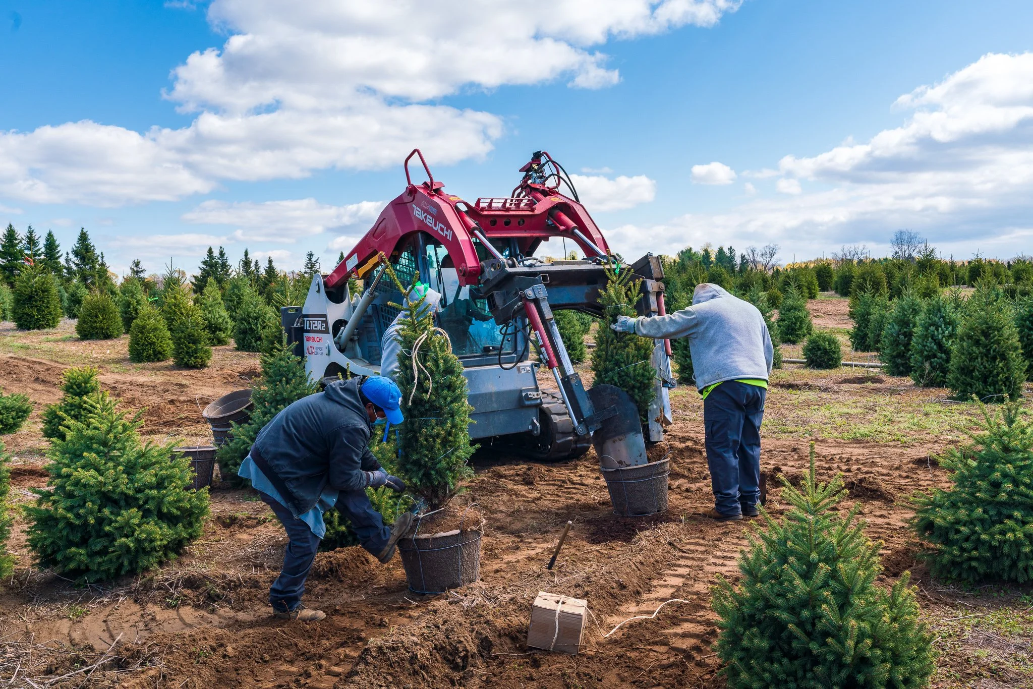 Conifer Spotlight: Baby Blue Colorado Spruce
