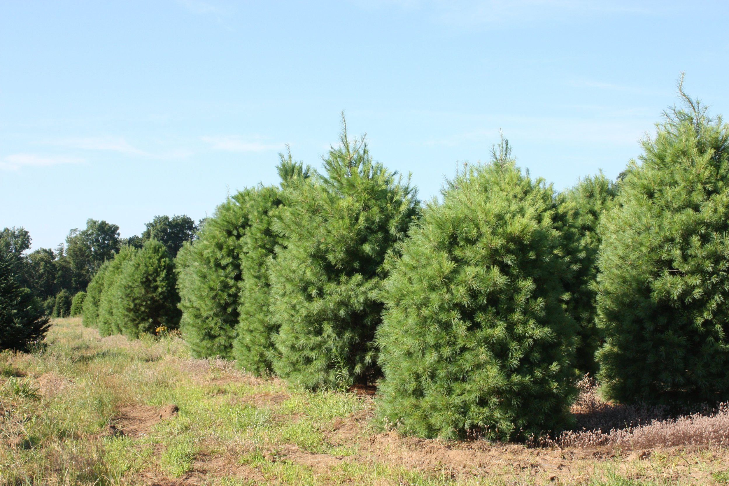 White Pine (6).JPG