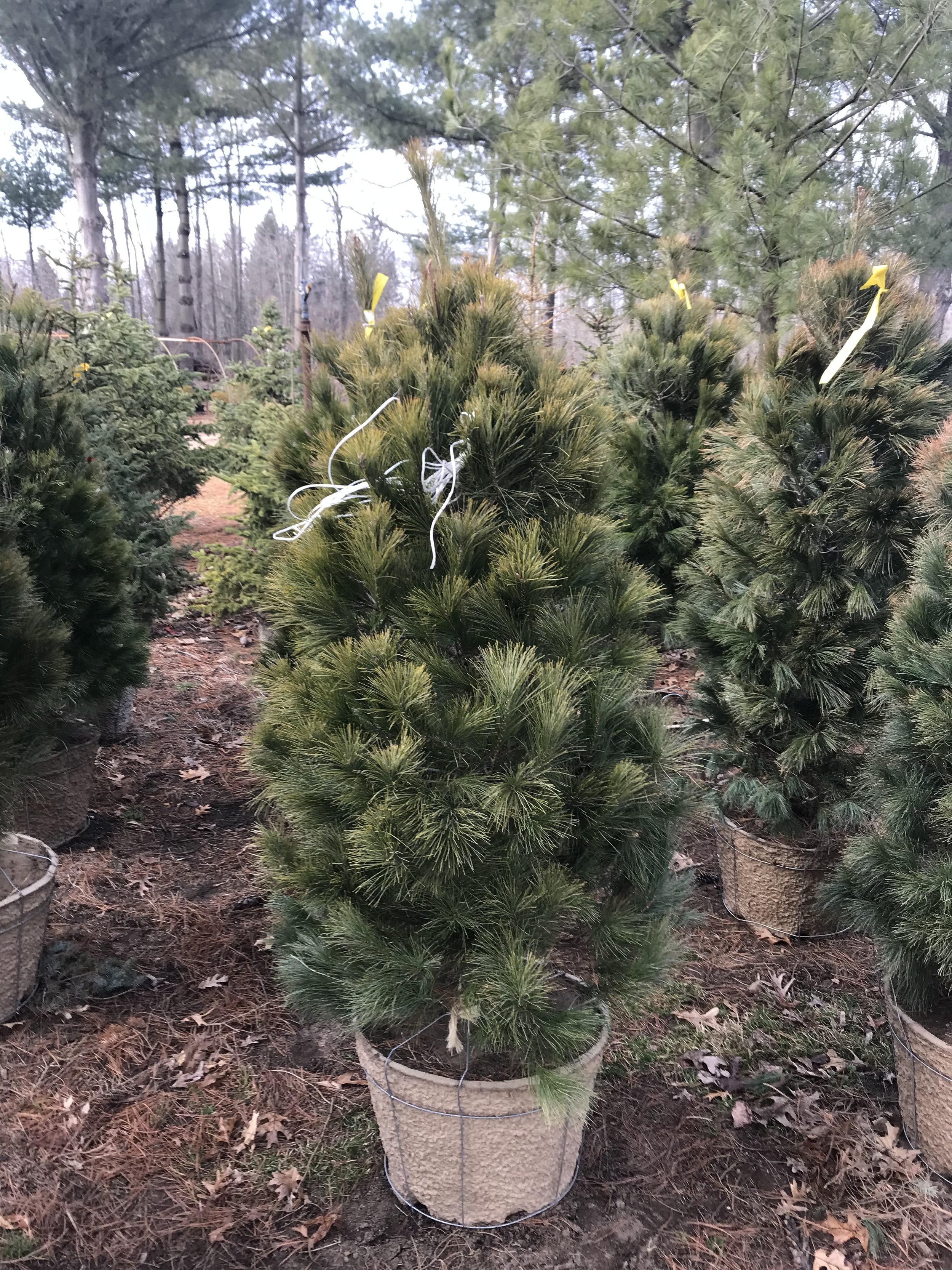 White Pine 5 ft Potted.JPG