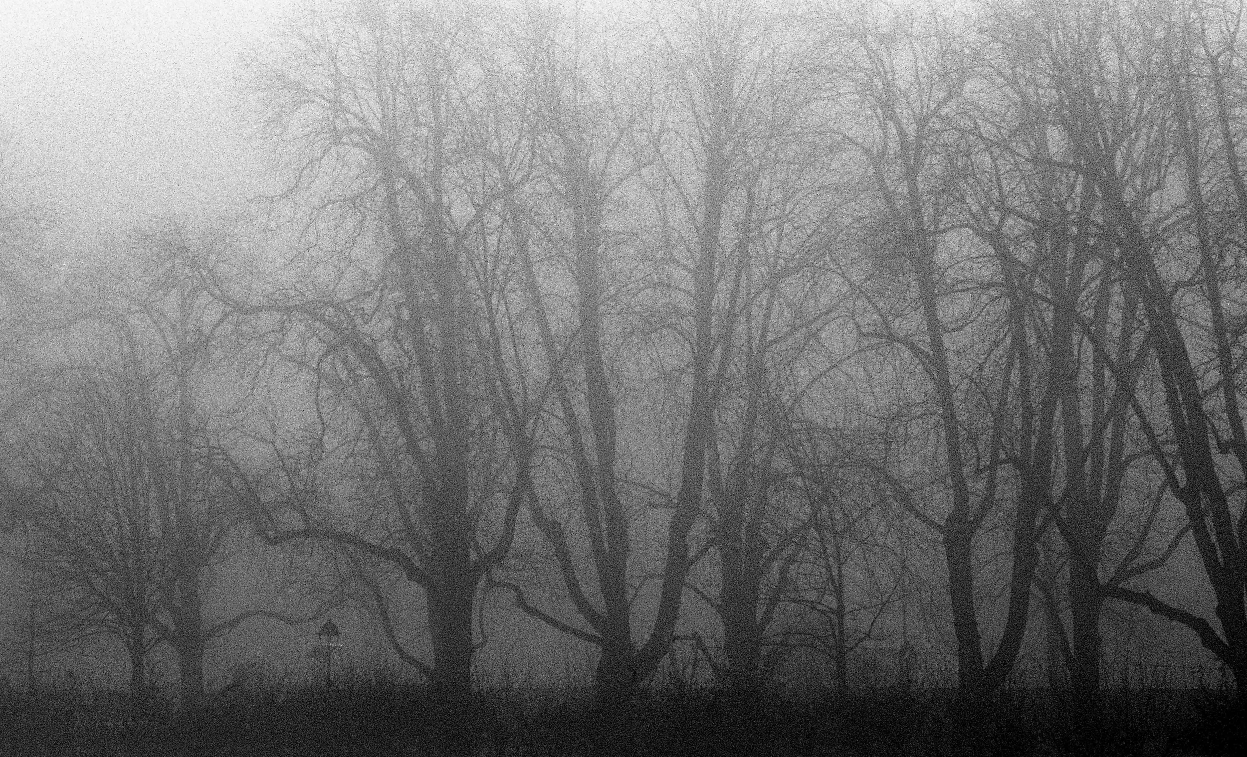Rouffach, flou et brouillard, hiver 2024.
