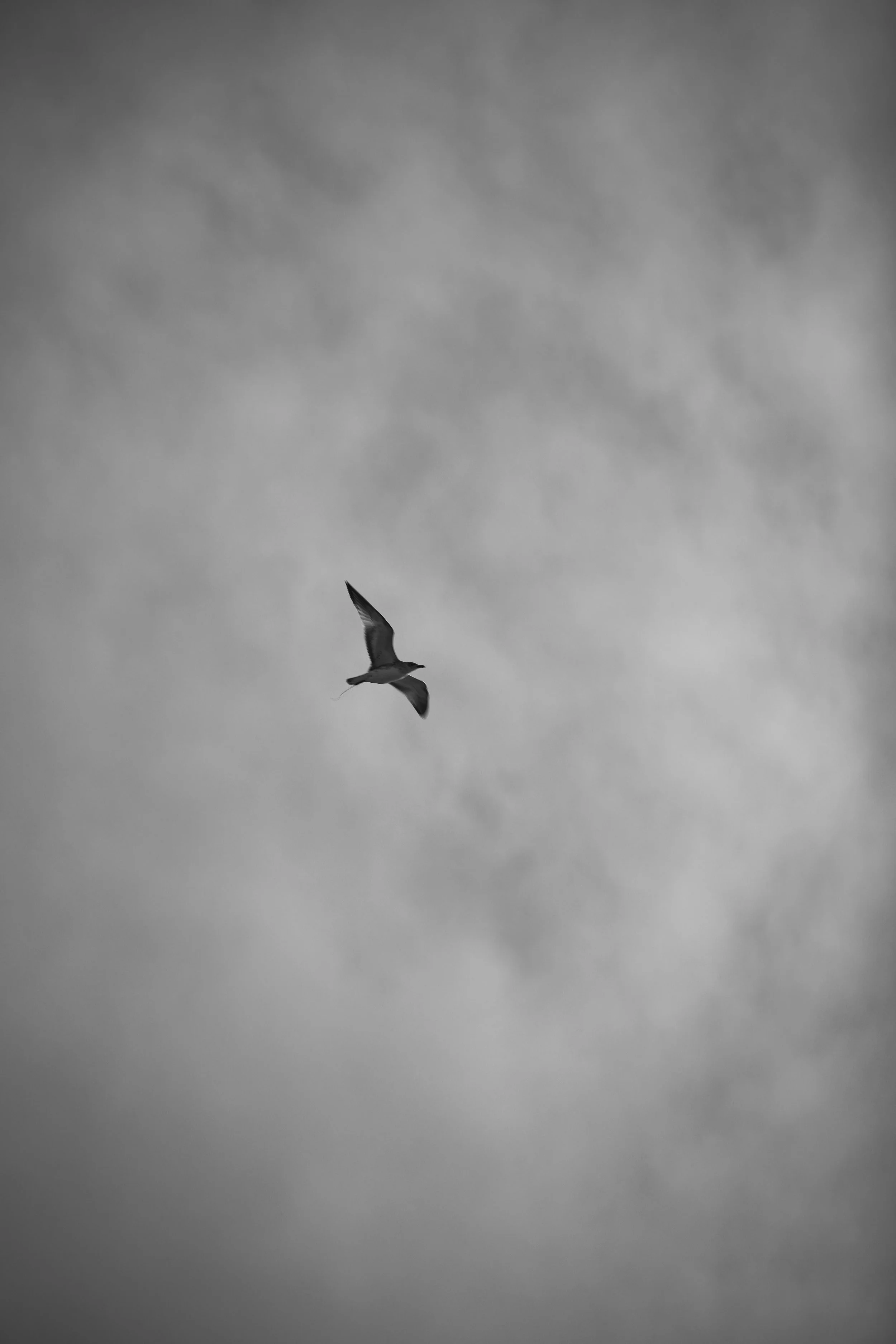 FAUNE - L'AIGUILLON PRESQU'ÎLE