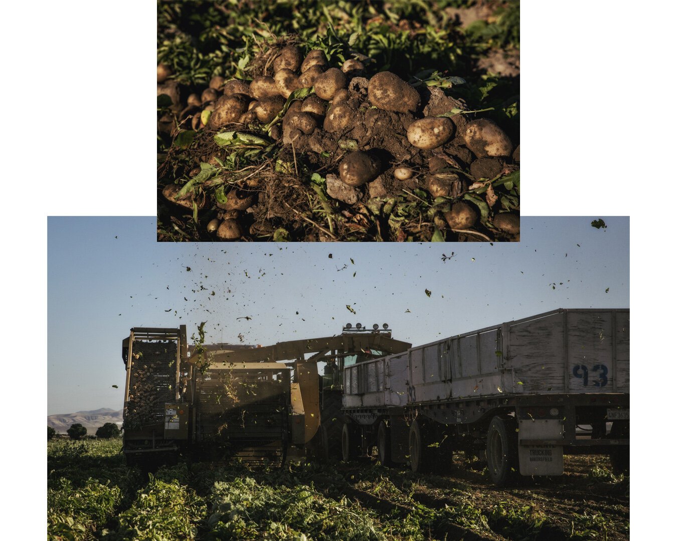 Christina Gandolfo Commercial Reportage photographer, Moore Farms.