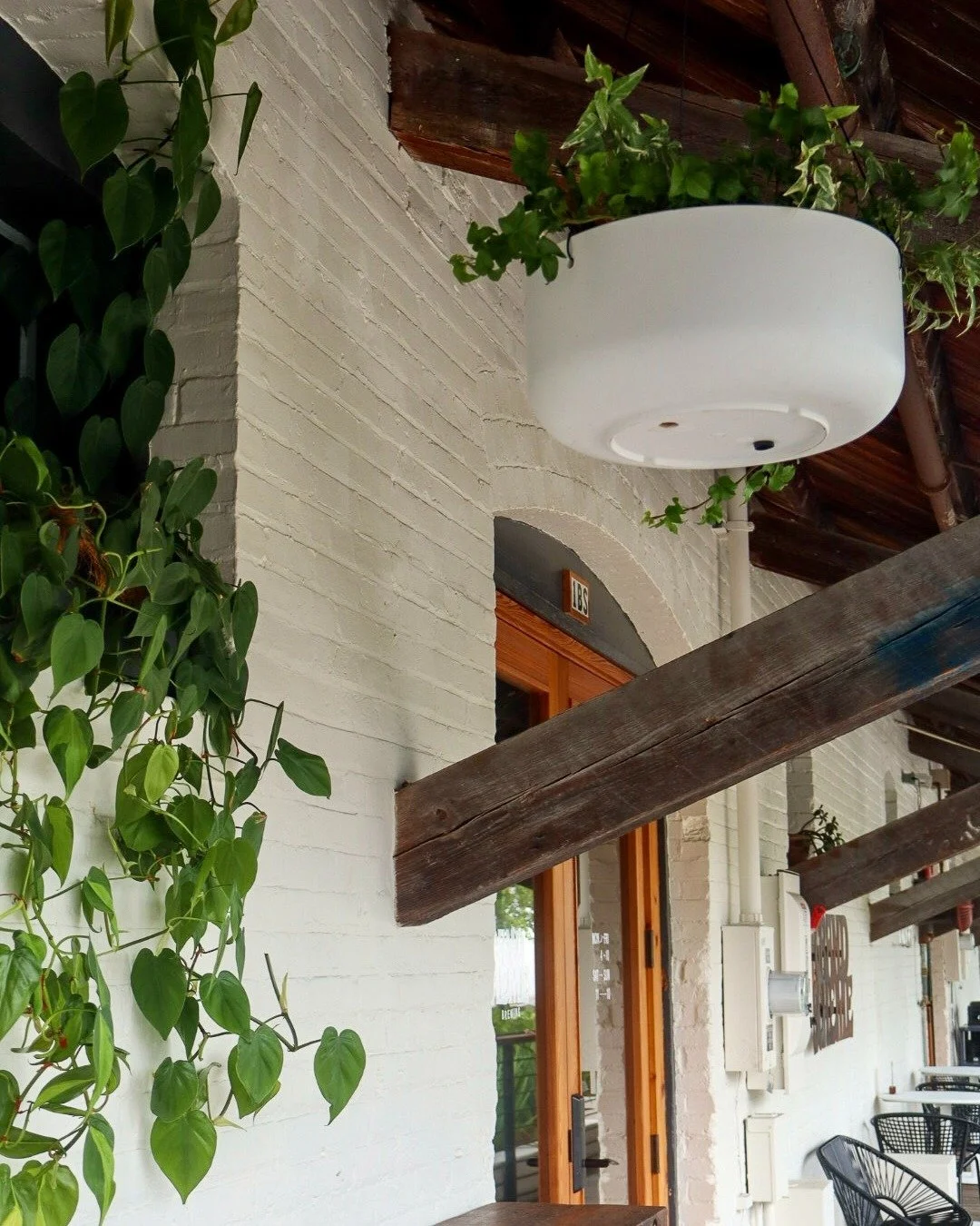 Can you ever really have enough plants? We don't think so.

#gainesvillefl #visitgainesville #352 #onlyingainesville #alachuacounty #downtowngnv #uf #florida #gogators
