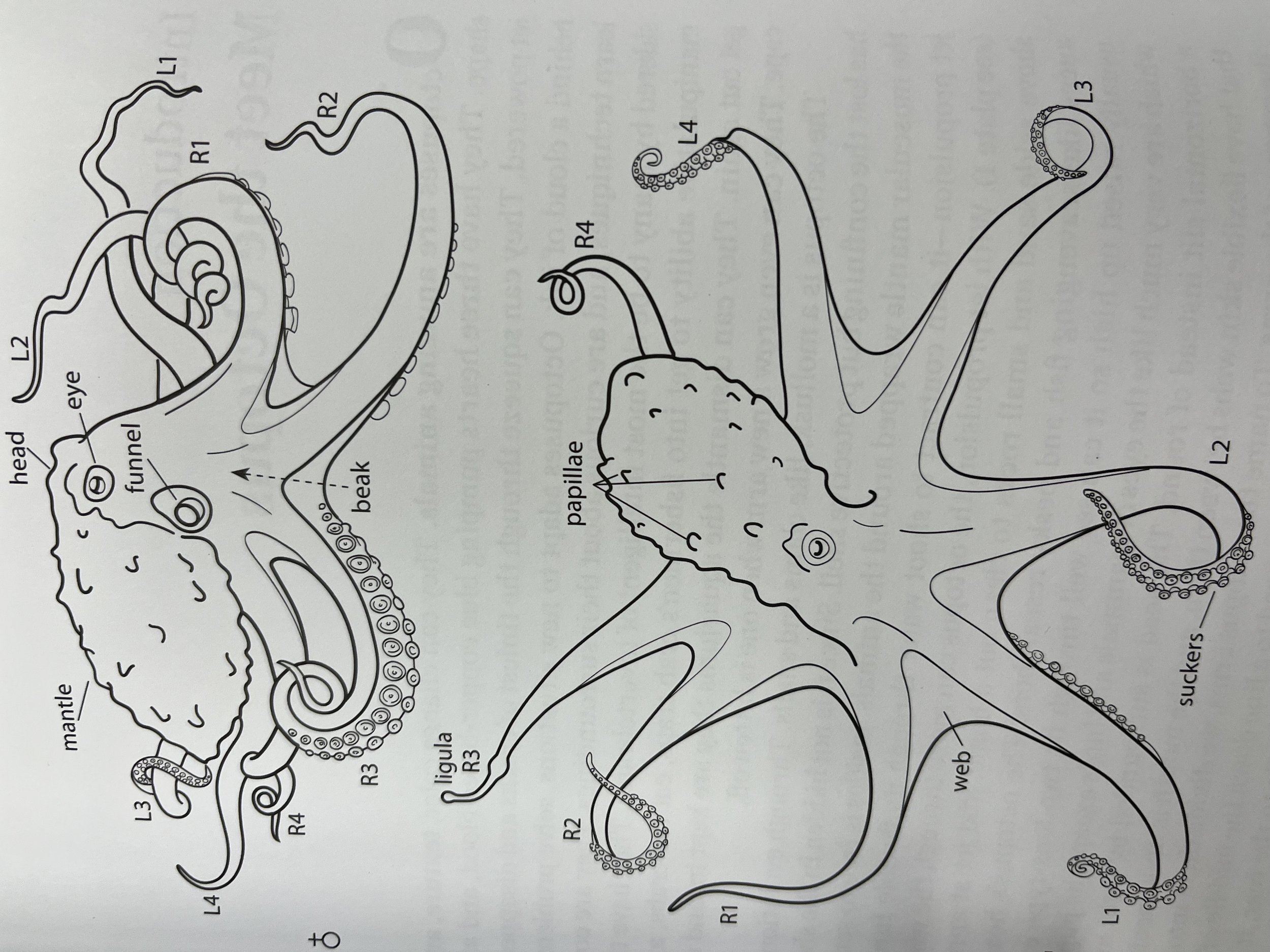 The Year of the Octopus