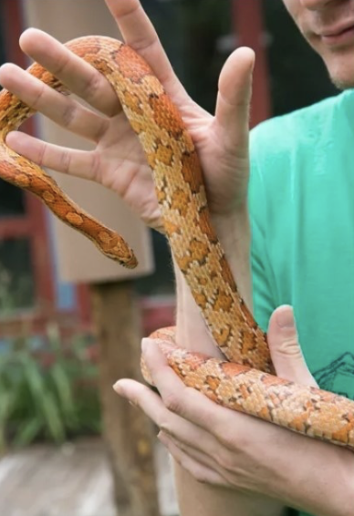 Spooky Snakes and Crafts