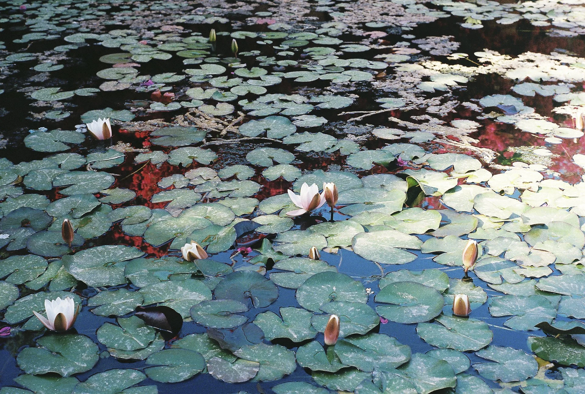 Jasmine Caye-2023-05-03-07.jpg