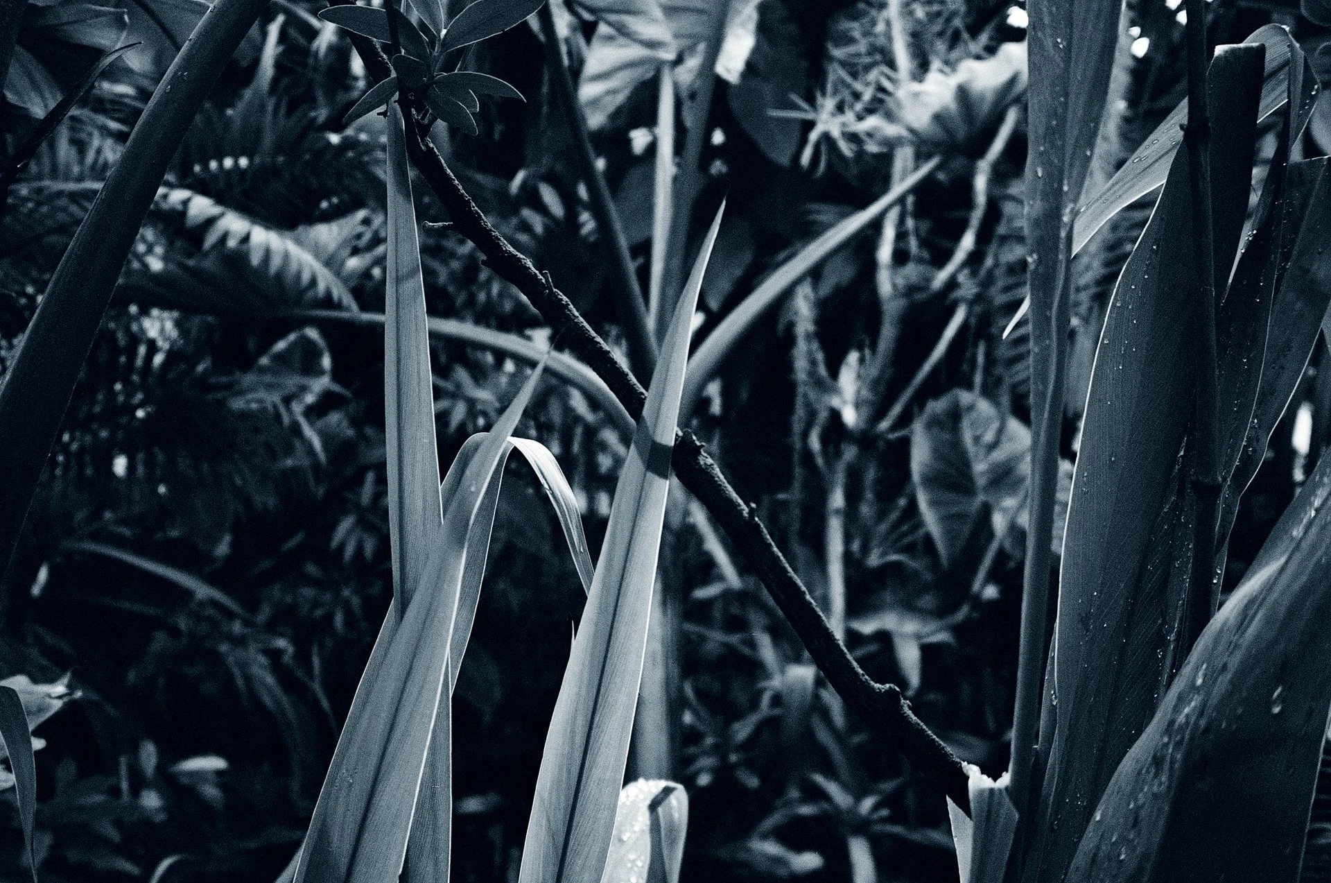 Blue Hour -October 10, 2024 - 16.jpg