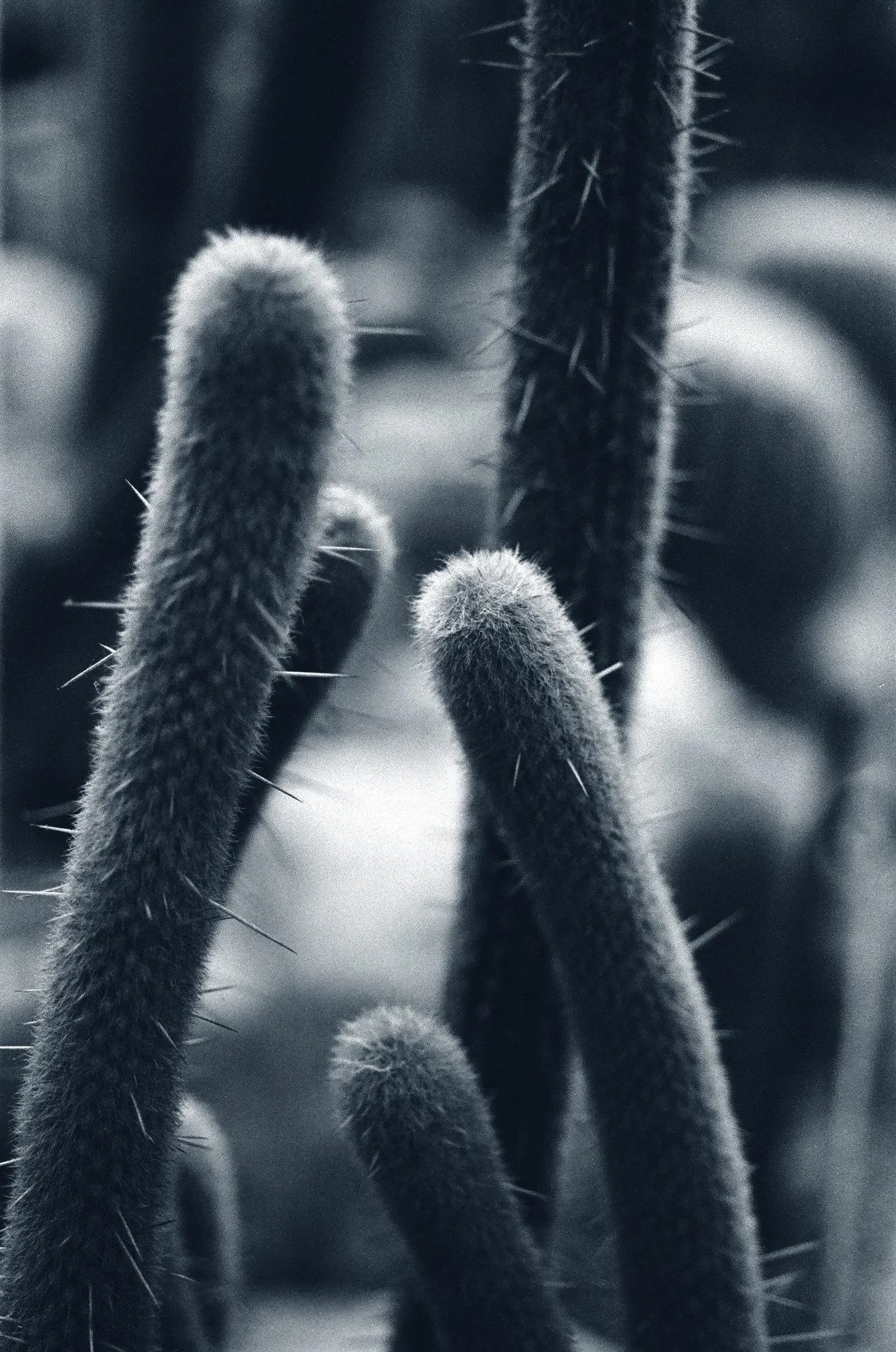 Blue Hour -October 22, 2024 - 16-4.jpg