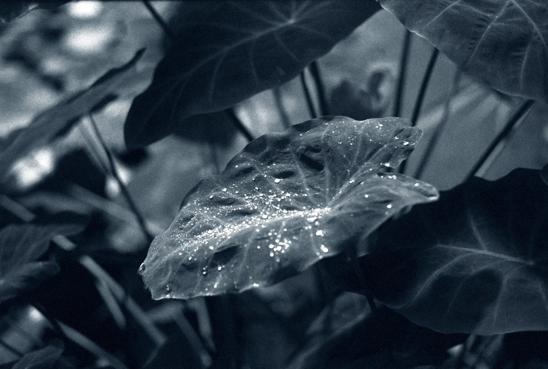 Blue Hour -December 12, 2023 - 16.jpg