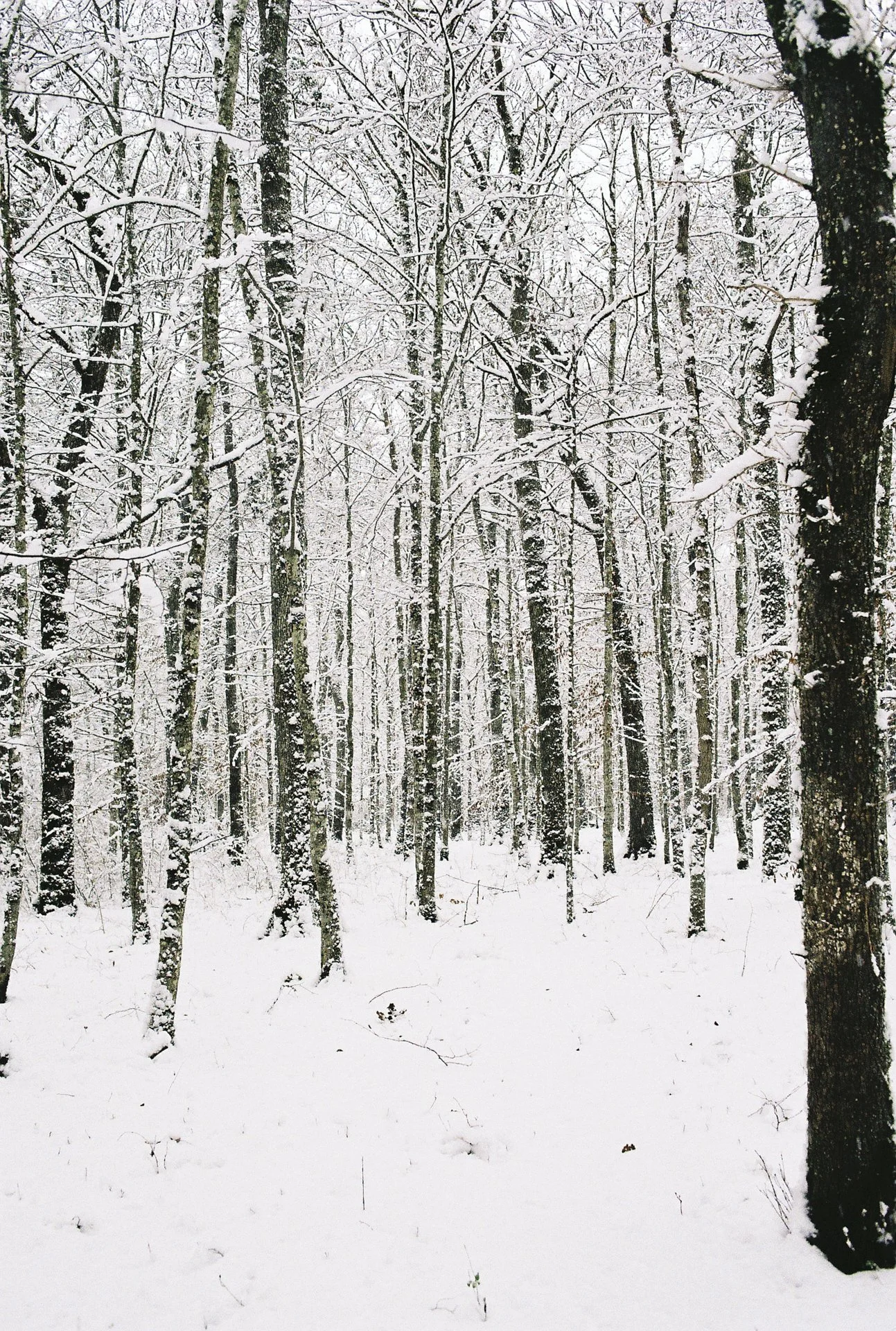 JasmineCaye-2021-12-20-JasmineCaye-2021-12-20-Landscape Canon AE1-0033.jpg