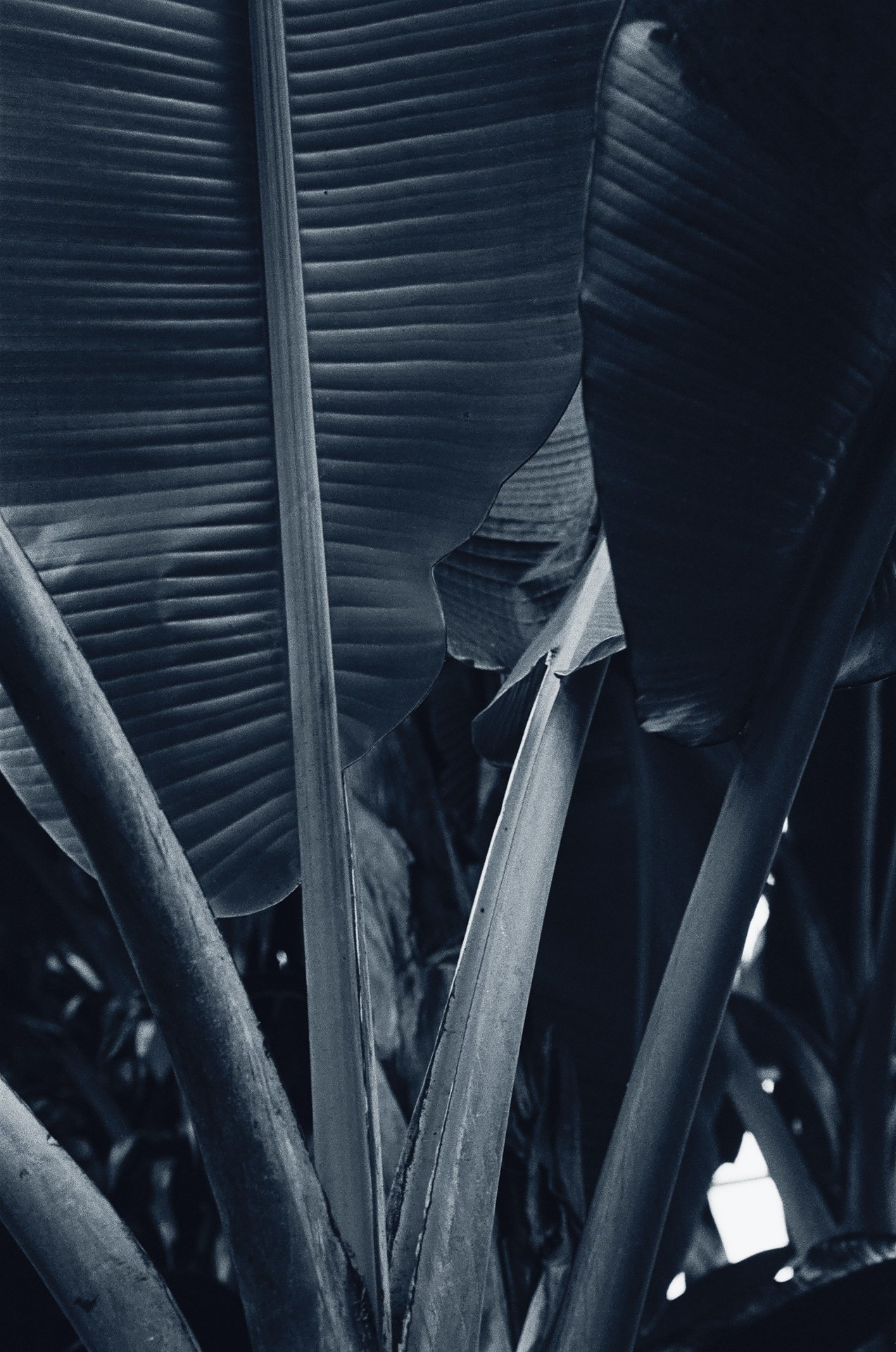 Blue Hour -October 22, 2024 - 16-10.jpg